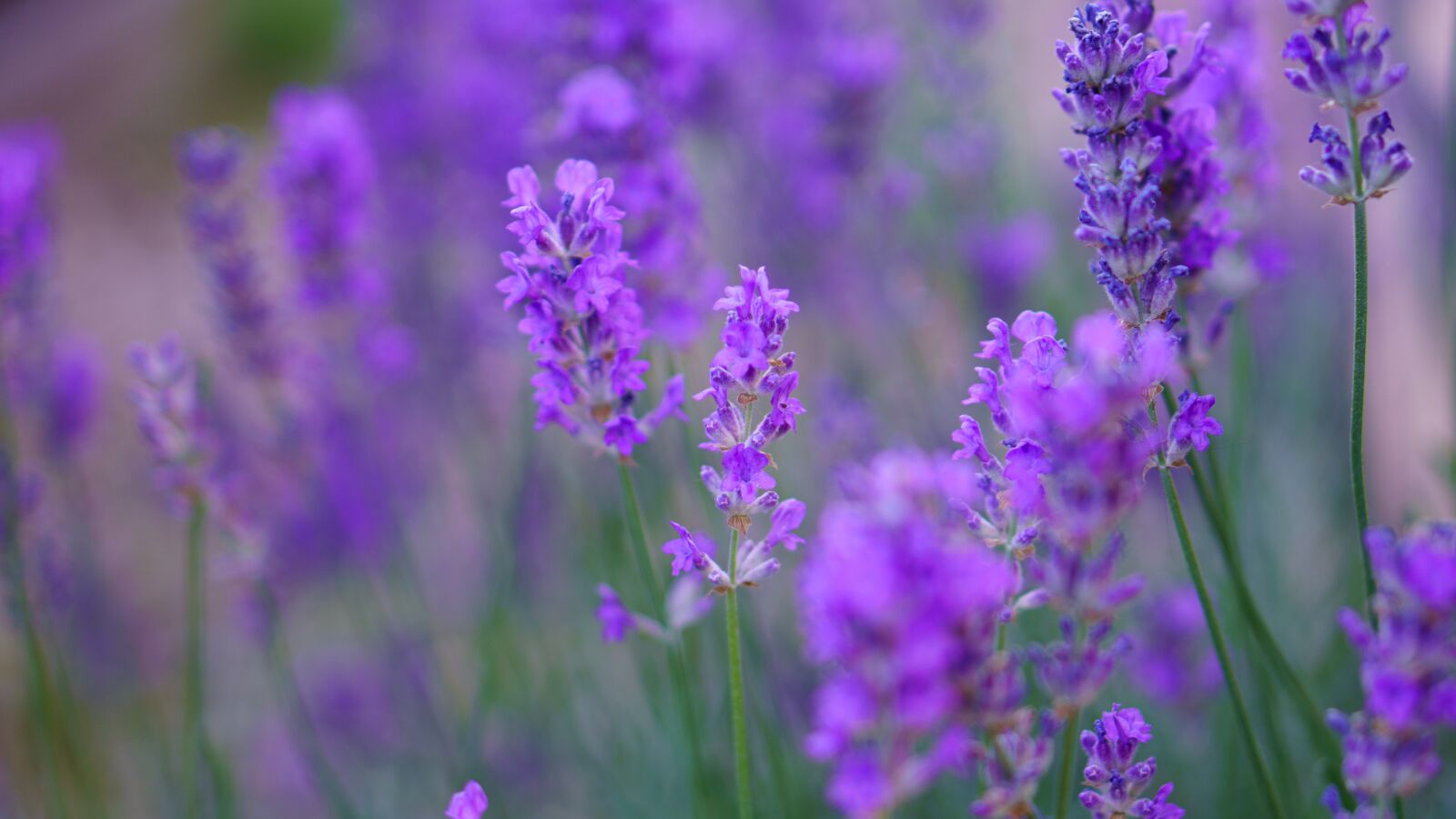 Sony a6400 + E 50mm F1.8 OSS sample photo. Lavender, summer, flowers photography