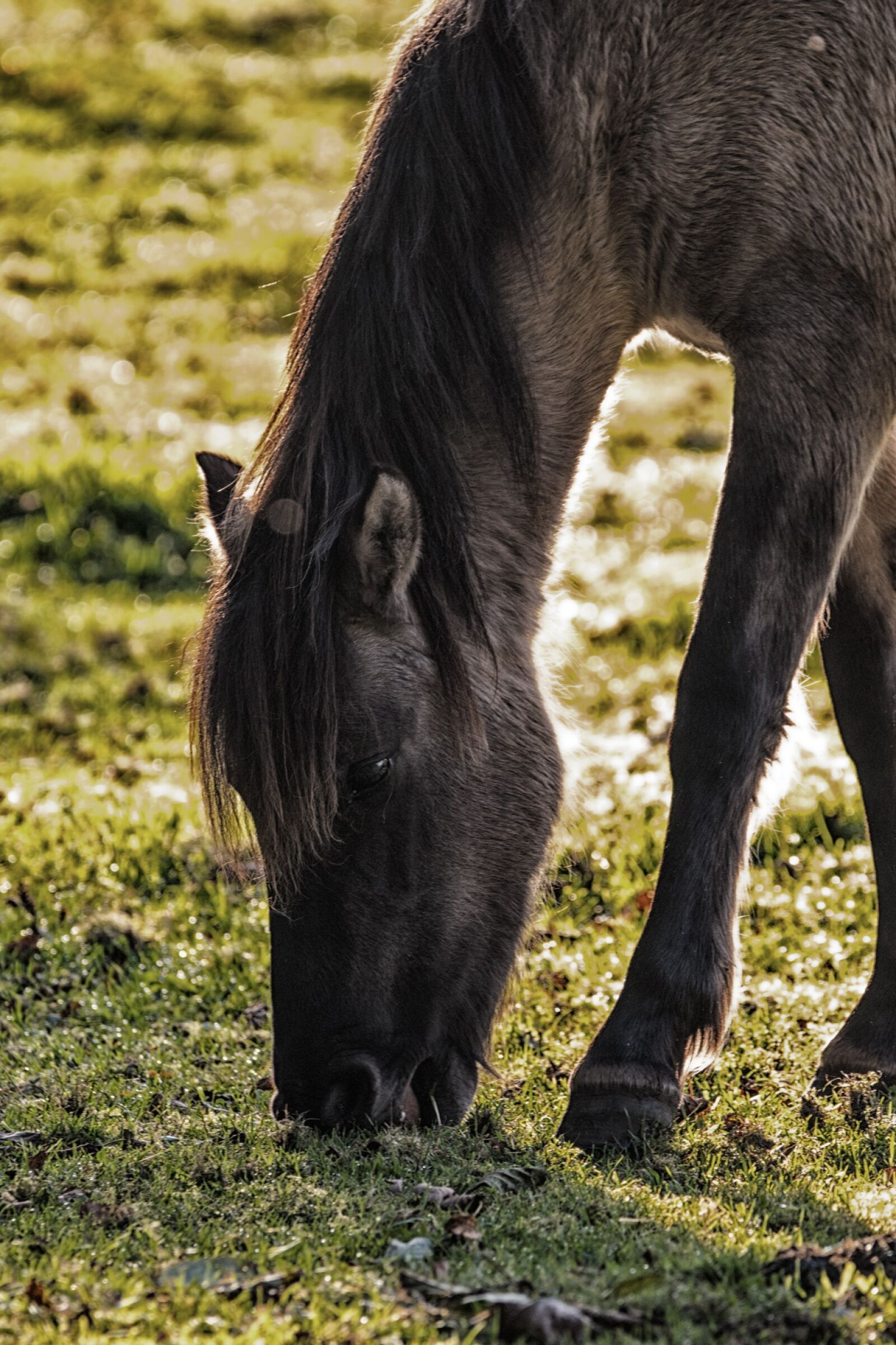150-600mm F5-6.3 DG OS HSM | Contemporary 015 sample photo. Brumby horses, wild horses photography