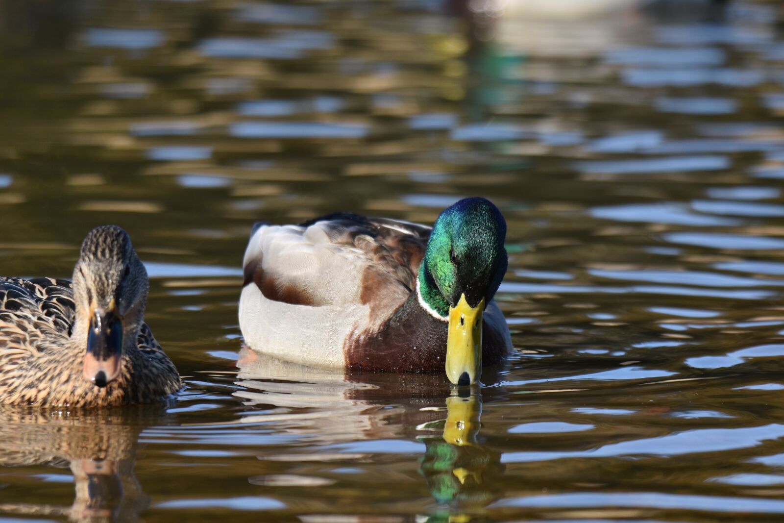 Nikon D7200 sample photo. Animal, lake, bird photography