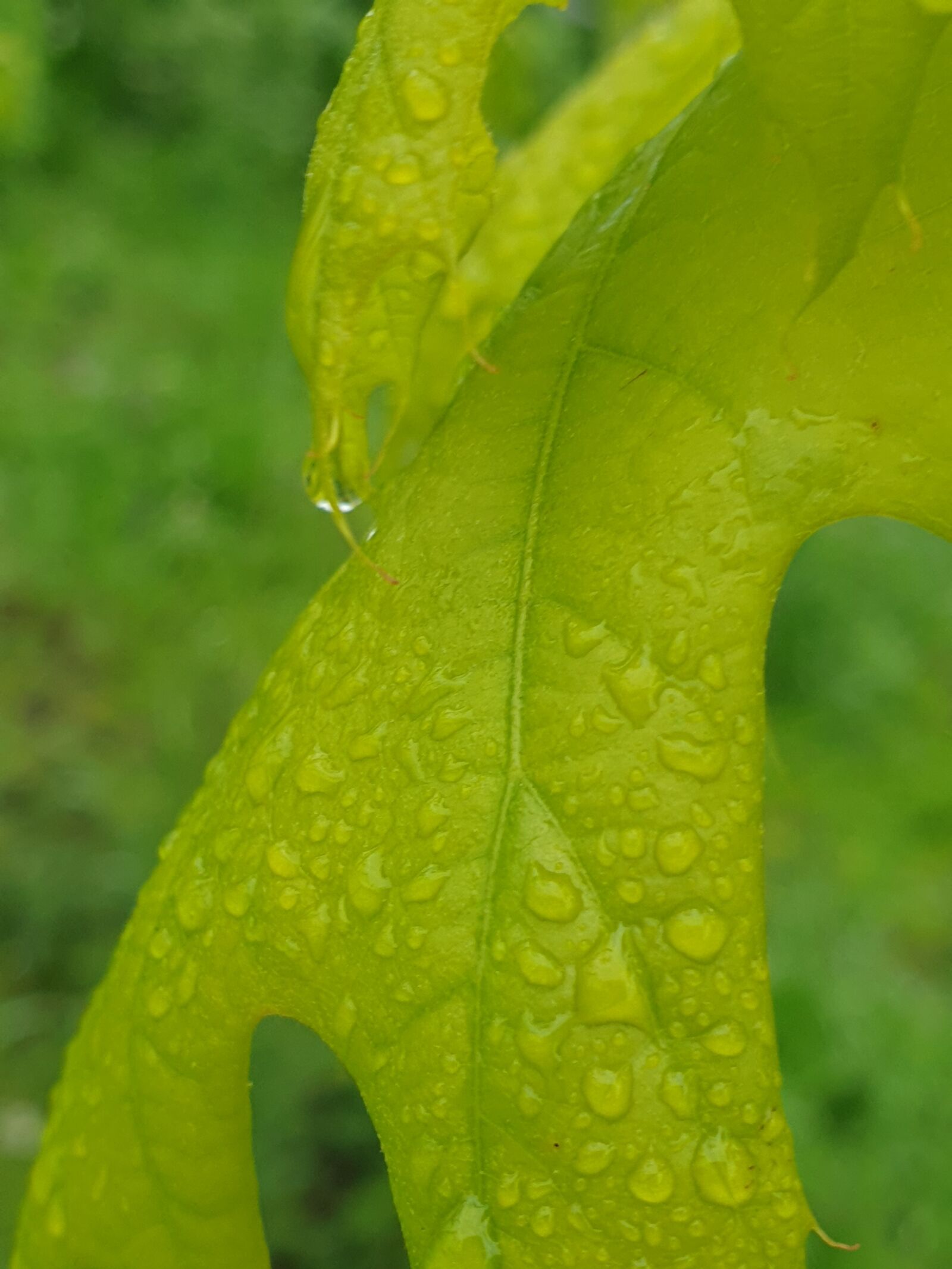 Samsung Galaxy Note9 sample photo. Leaf, a drop of photography