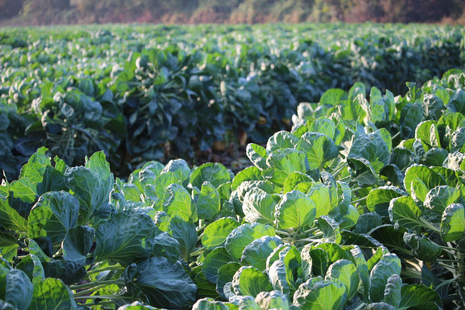 Canon EOS 1300D (EOS Rebel T6 / EOS Kiss X80) sample photo. Brussels sprouts, green, field photography