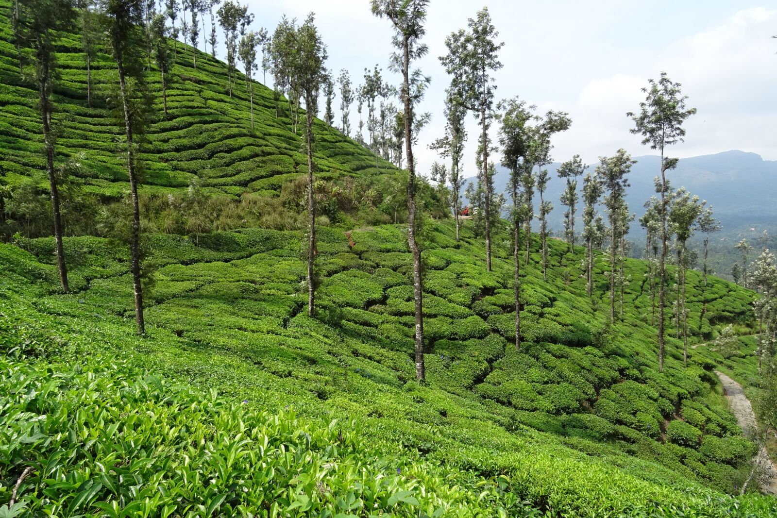 Sony DSC-HX60V sample photo. Tea garden, tea, plant photography
