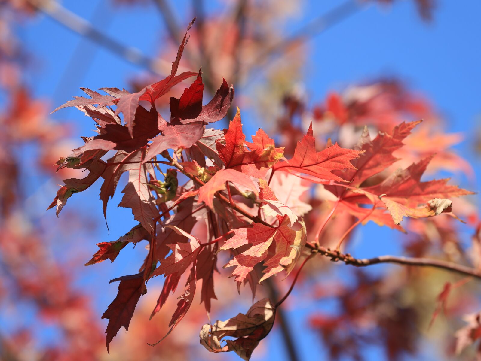 Canon EF 70-300mm F4-5.6L IS USM sample photo. Leaf, leaves, autumn photography