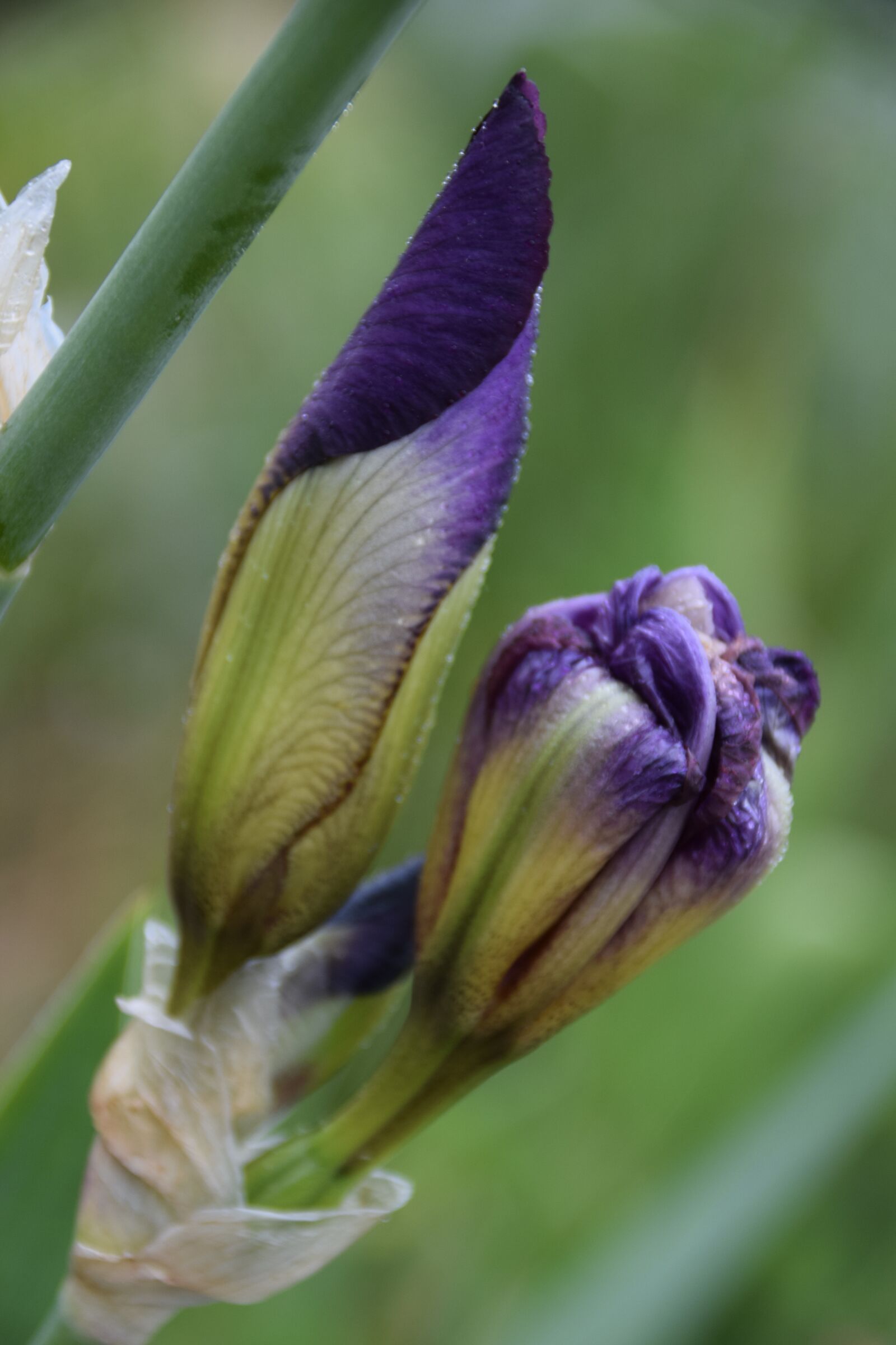 Nikon D3300 sample photo. Iris, nature, flower photography