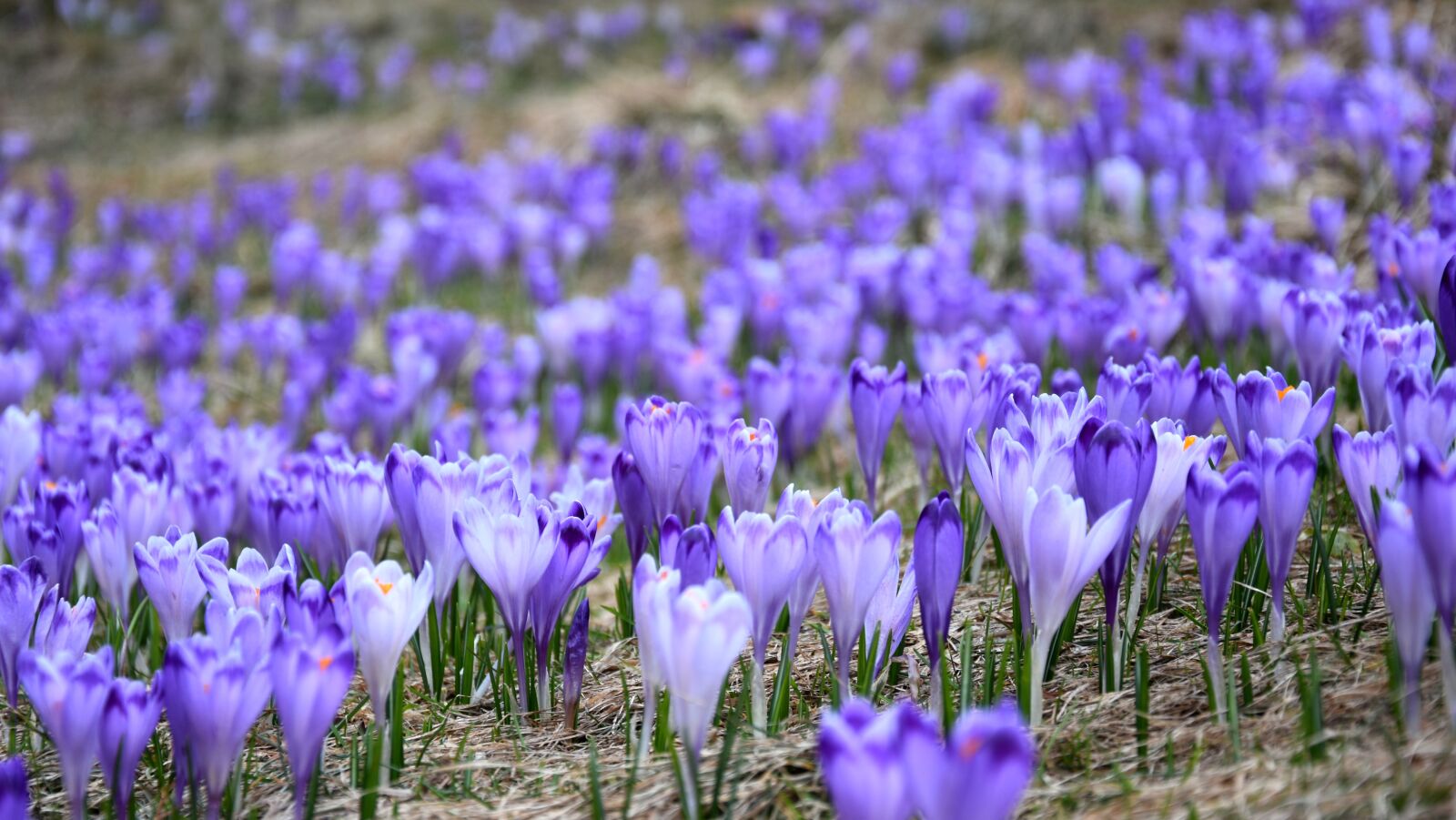 Nikon D7200 sample photo. Crocus, flower, chocho owska photography