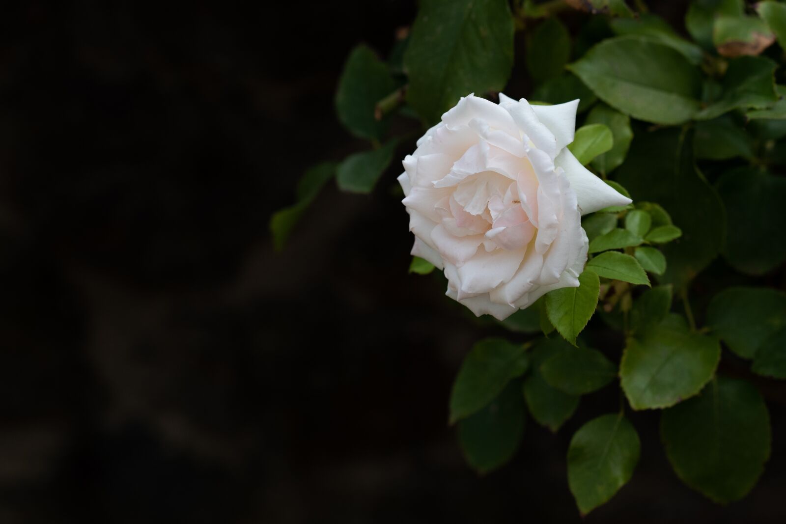 Nikon D750 sample photo. Rose, bloom, flower photography