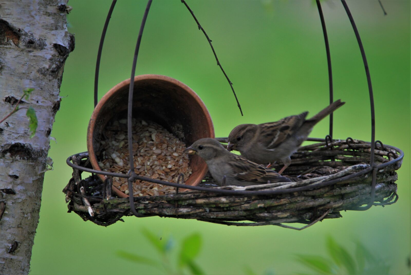 Canon EOS 7D sample photo. Sparrows family, sparrow, birds photography