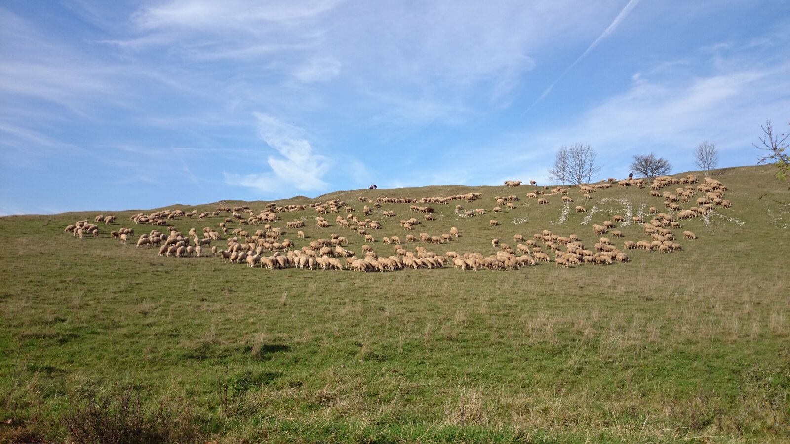Sony Xperia Z1 Compact sample photo. Sheep, flock of sheep photography
