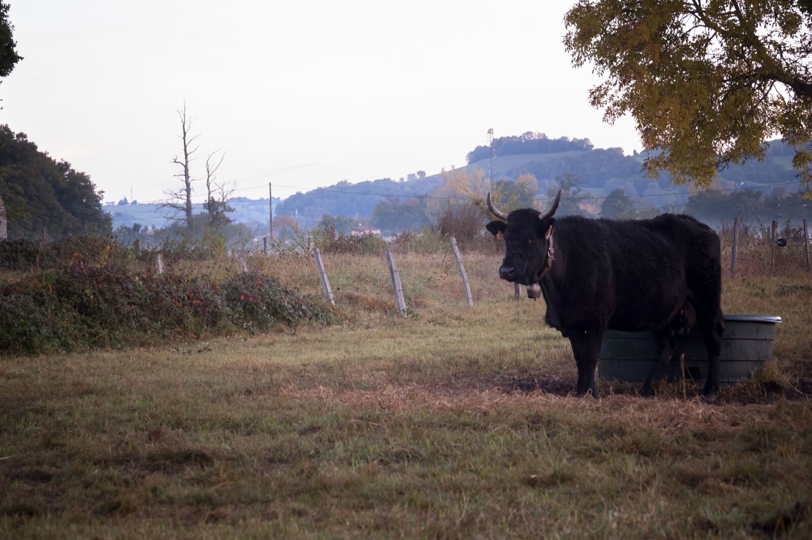 Nikon D40 sample photo. Cow, morning, mist photography