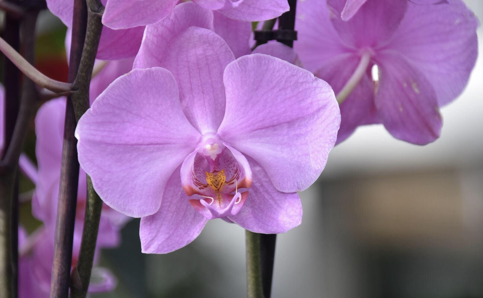 Nikon D5600 sample photo. Flower, orchid, pink flower photography