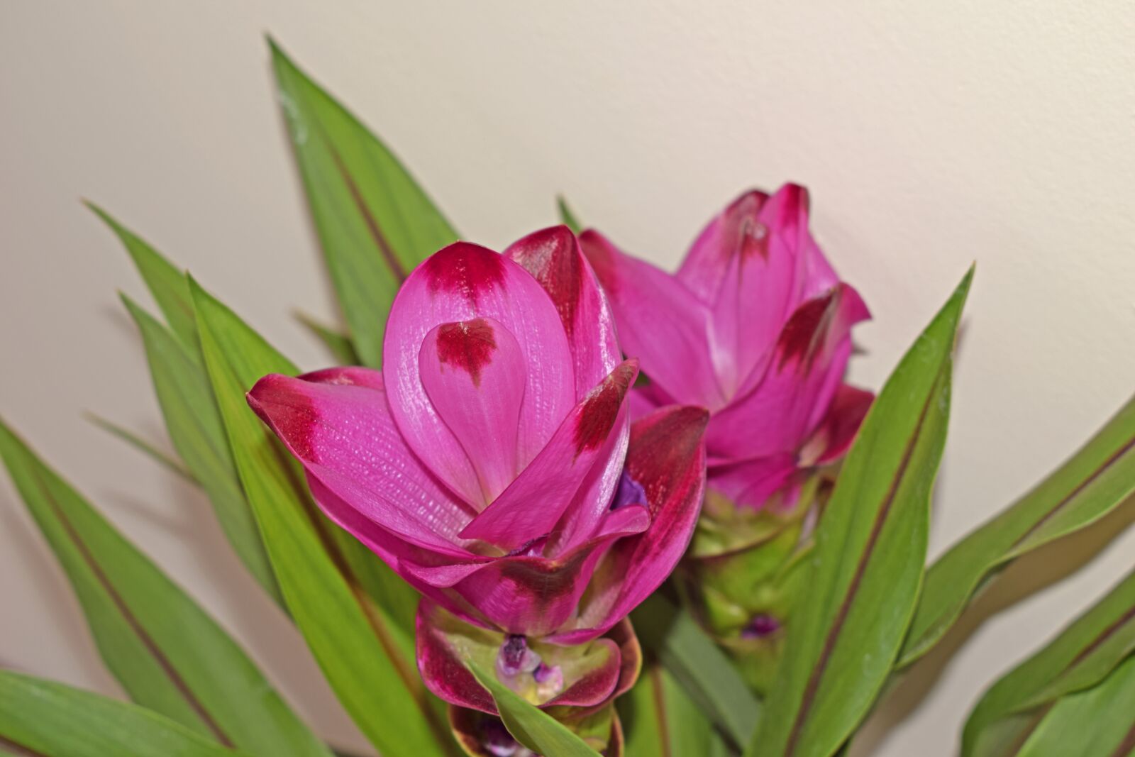 Nikon D3300 sample photo. Curcuma, plant, flower photography