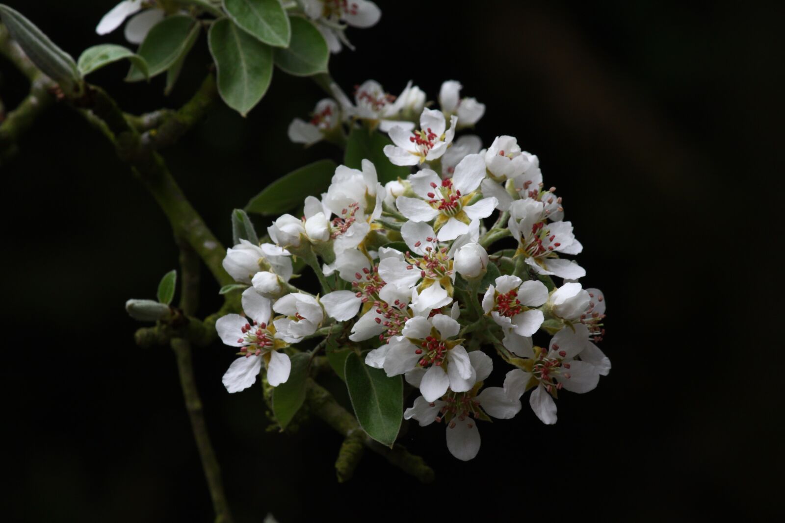 Canon EOS 50D sample photo. Flower of pear, poirier photography