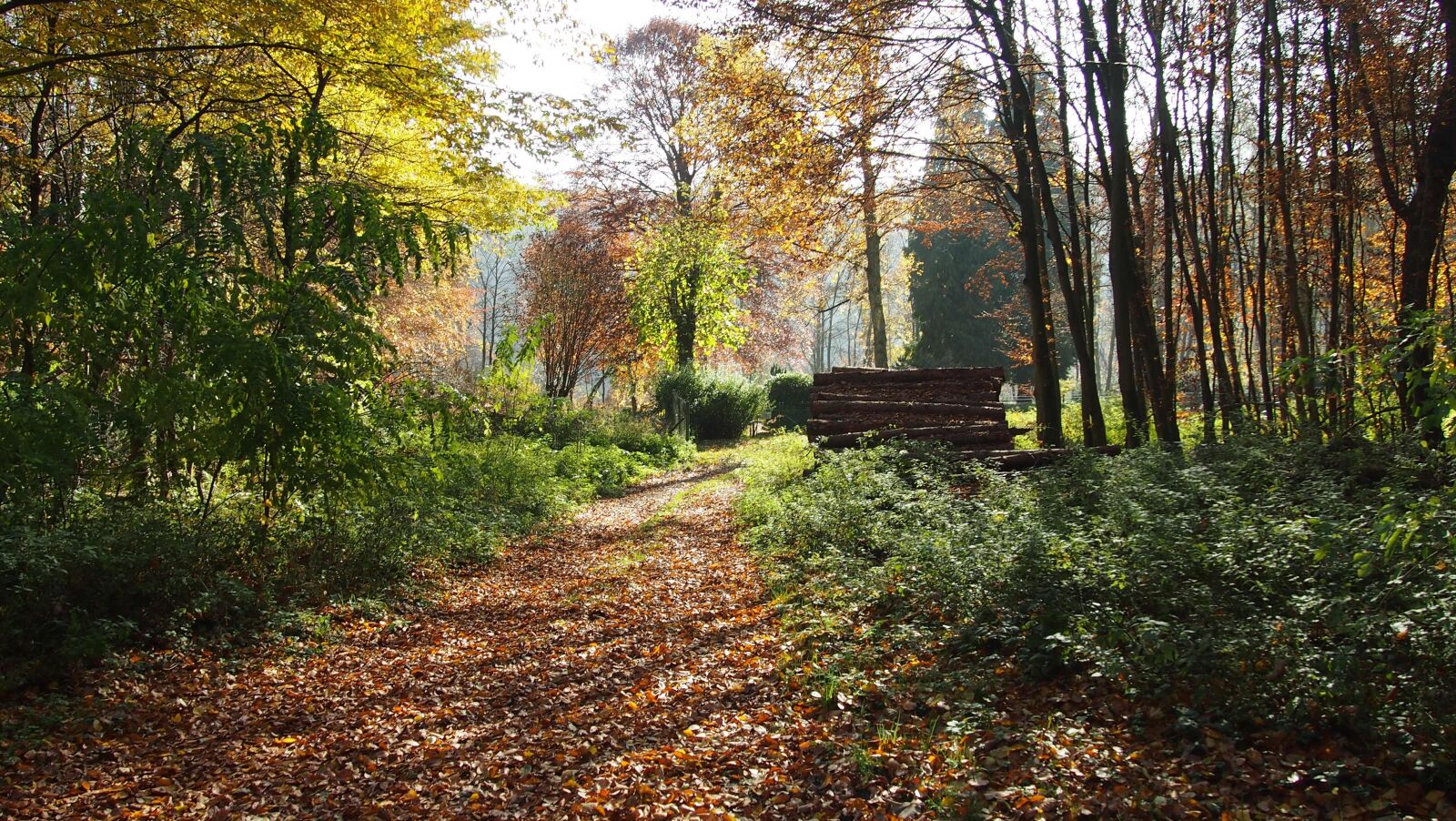 Olympus PEN E-PL3 sample photo. Forest, autumn, shadow photography