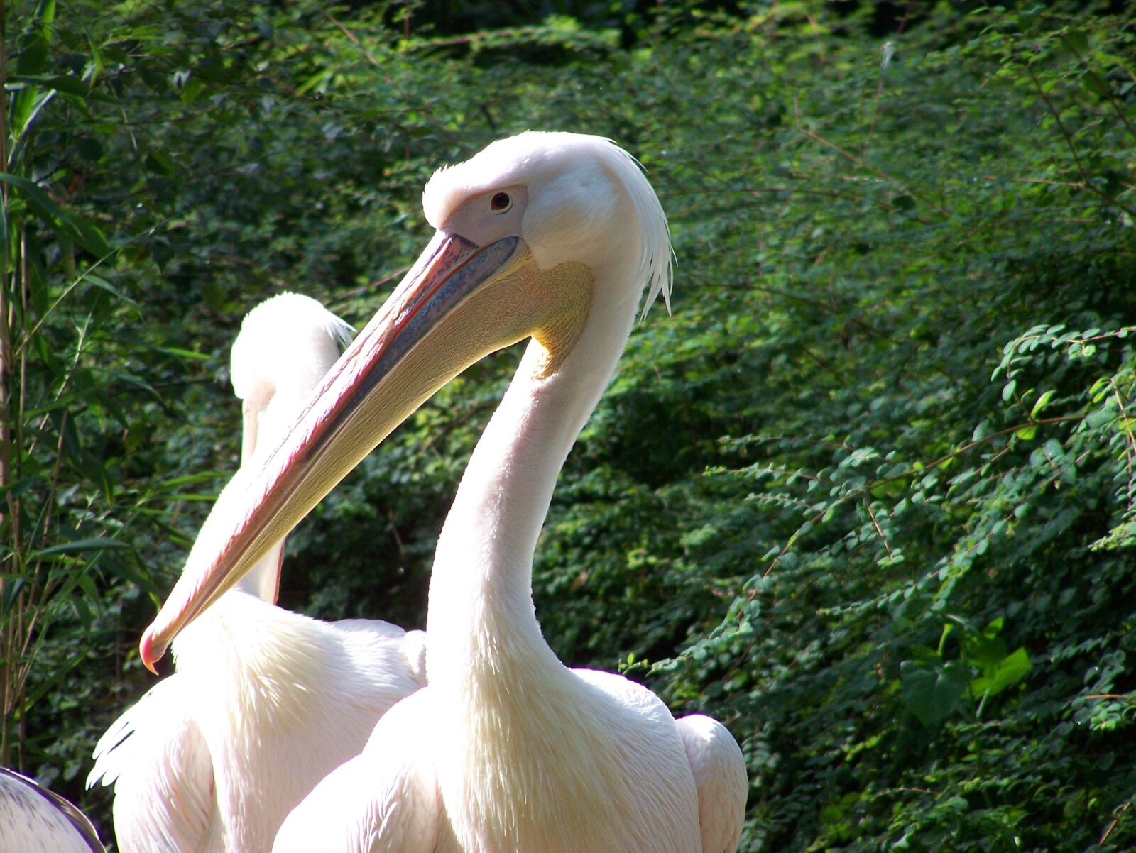 Kodak Z650 ZOOM DIGITAL CAMERA sample photo. Pelican, bird, big bill photography