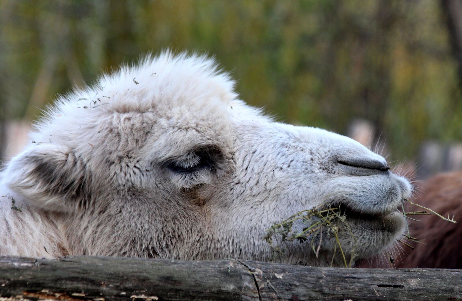 Canon EOS 650D (EOS Rebel T4i / EOS Kiss X6i) sample photo. Camel, the head of photography