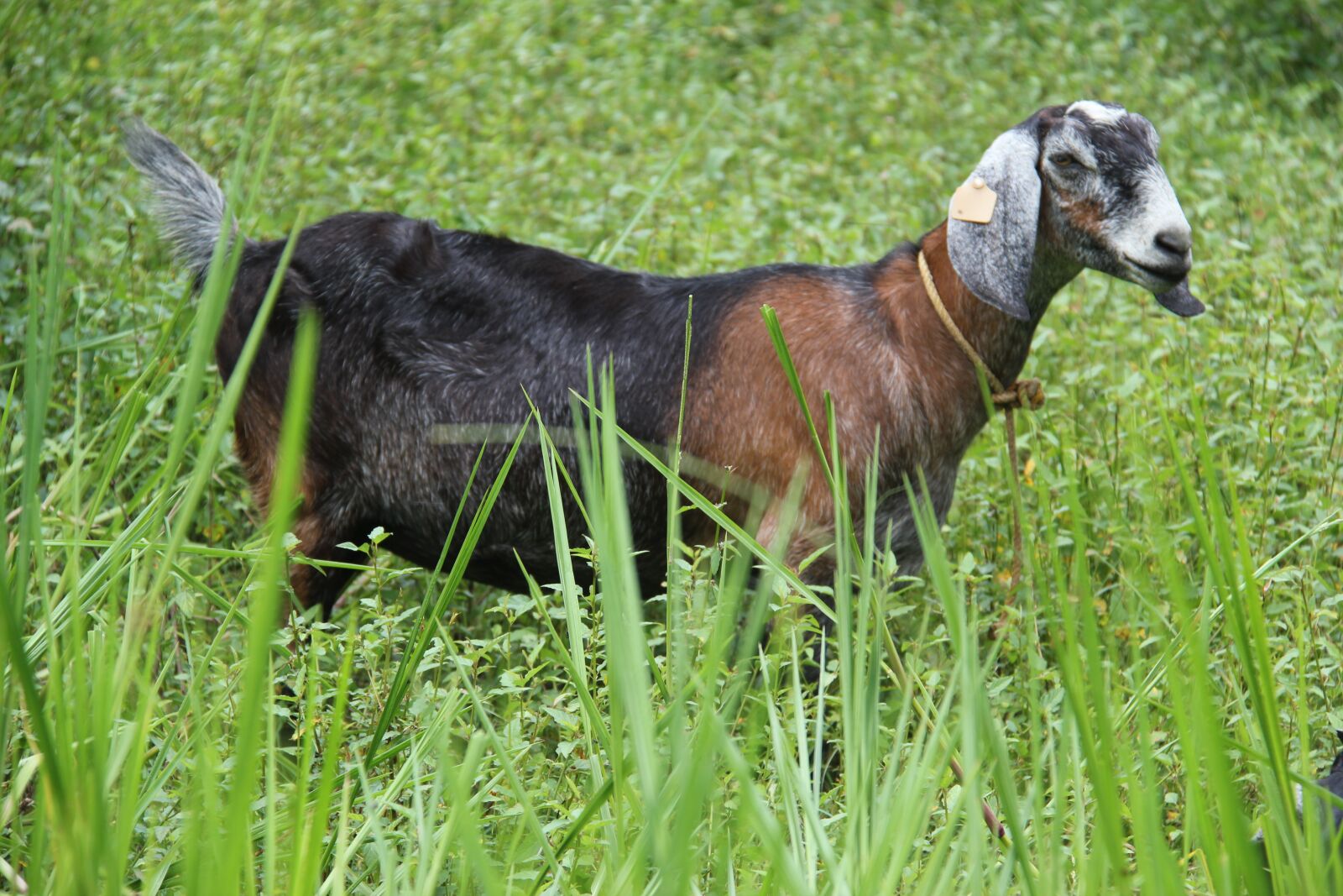 Canon EOS 550D (EOS Rebel T2i / EOS Kiss X4) sample photo. Nubian, goat, animal photography