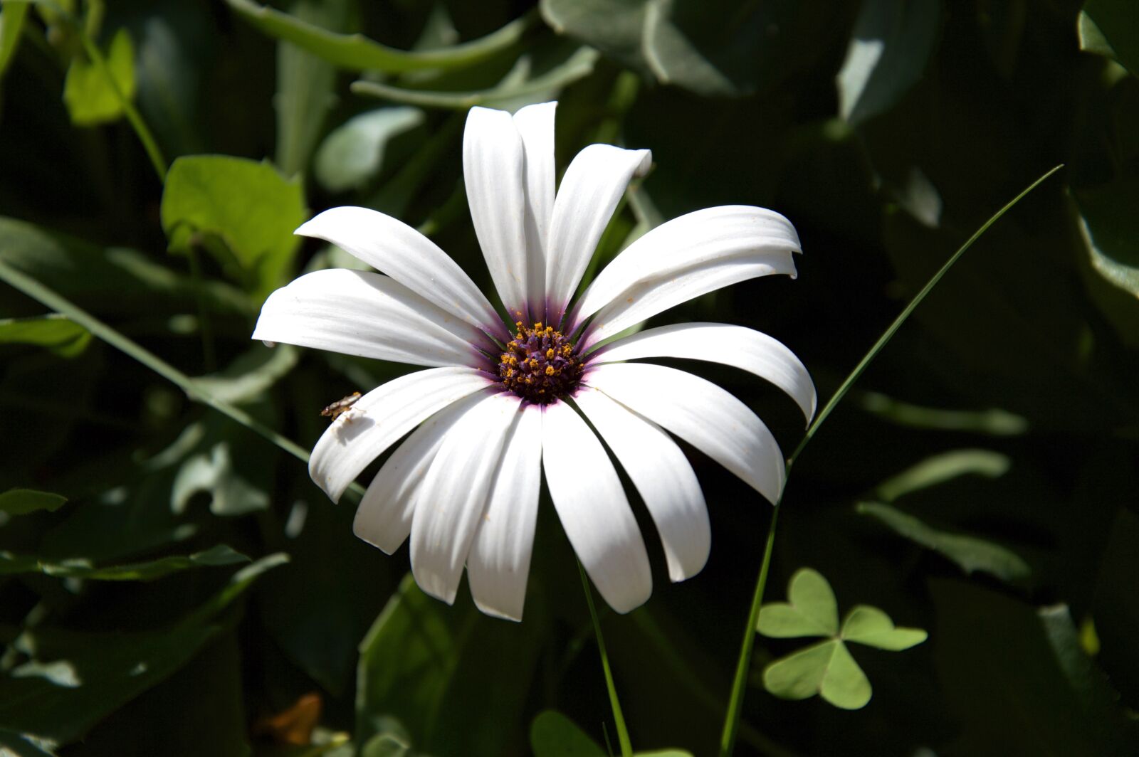 Nikon D3200 sample photo. Flower, macro, petals photography