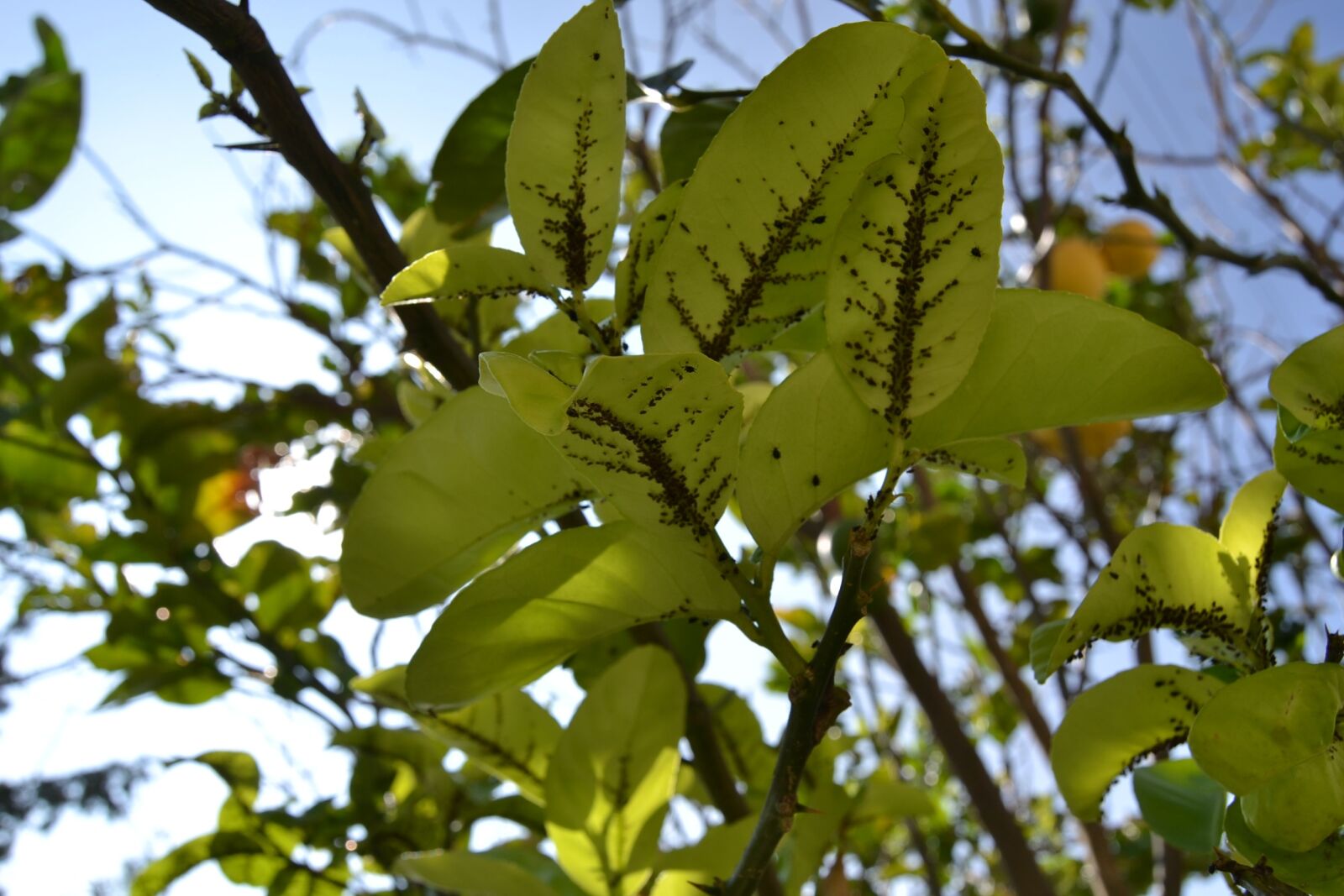 Nikon D3100 sample photo. Leaf, tree, plant photography