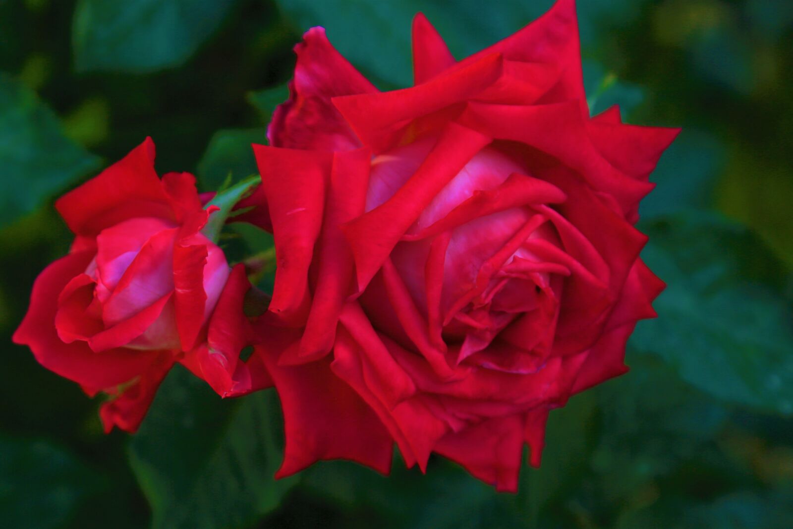 Canon EF 24-105mm F4L IS USM sample photo. Rose, spring, red photography