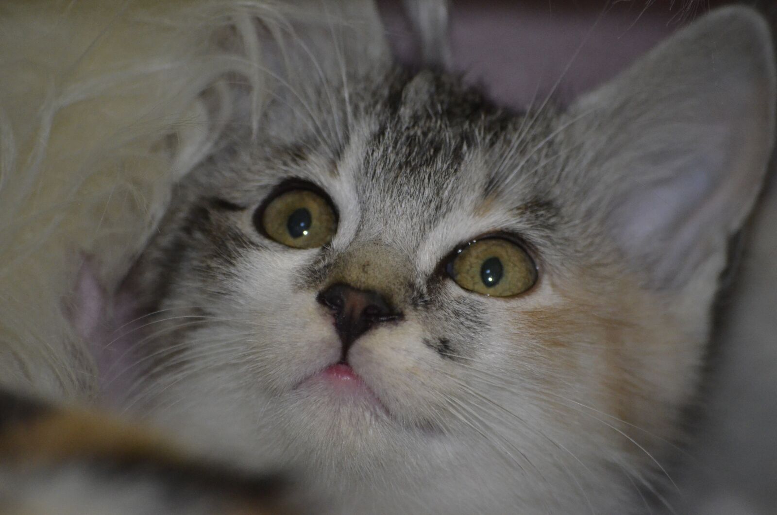 Nikon D5100 sample photo. Kitten, cat photography