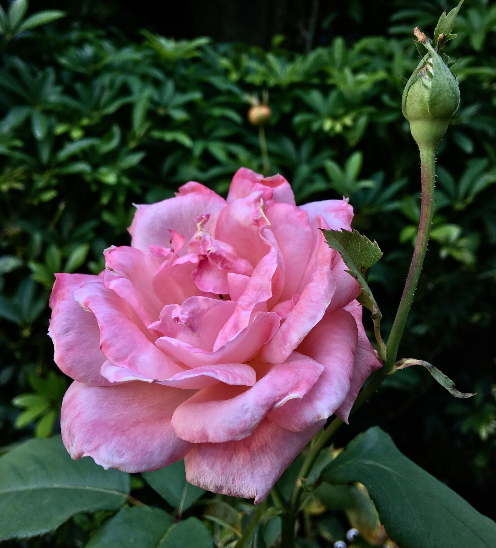 Apple iPhone 6s Plus sample photo. Pink rose, pink petals photography
