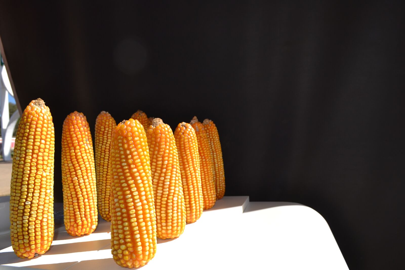 Nikon D3100 sample photo. Corn, harvest, tenon photography