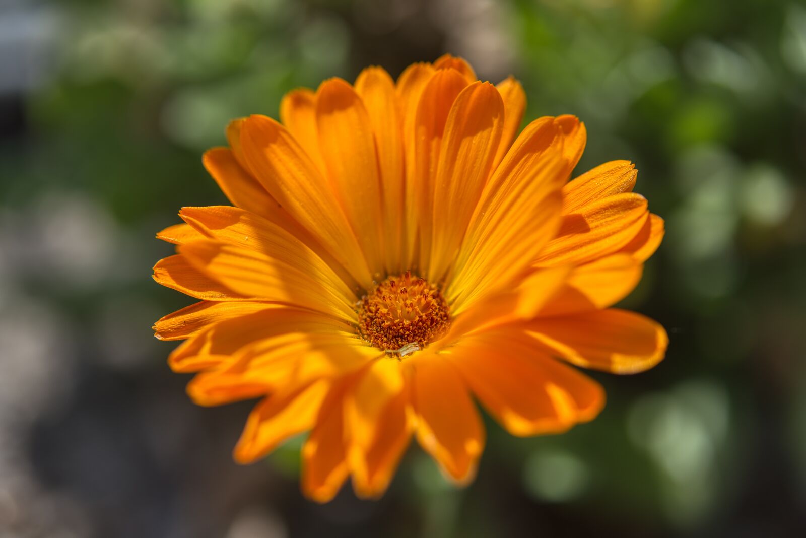 Nikon D750 sample photo. Calendula, marigold, asteraceae photography