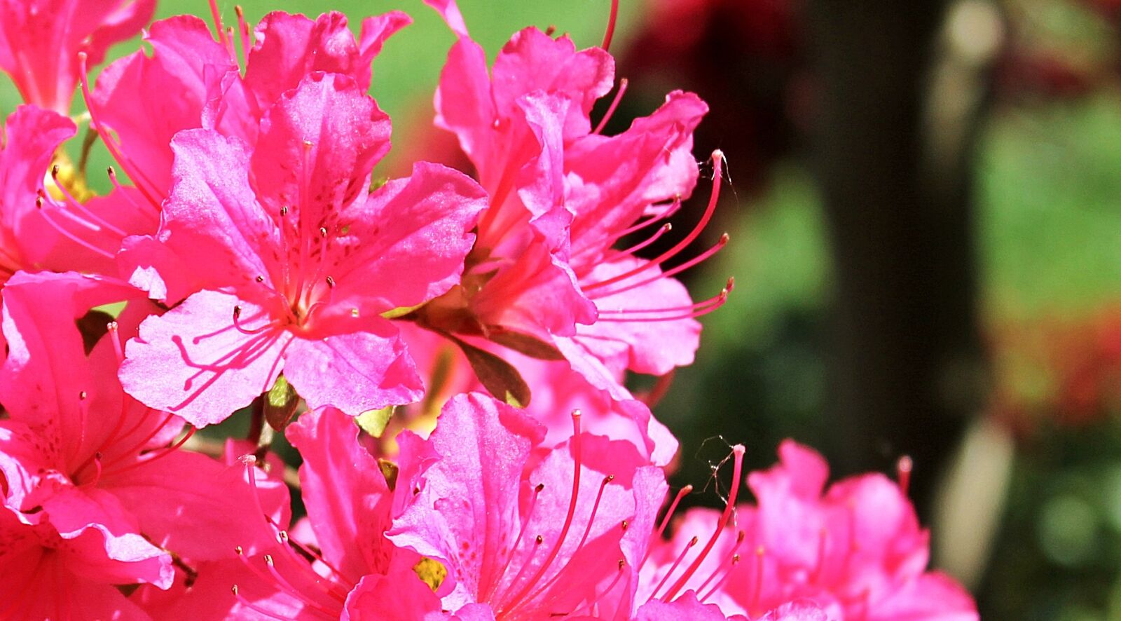 Canon EOS 550D (EOS Rebel T2i / EOS Kiss X4) sample photo. Azalea, rhododendron, flowers photography