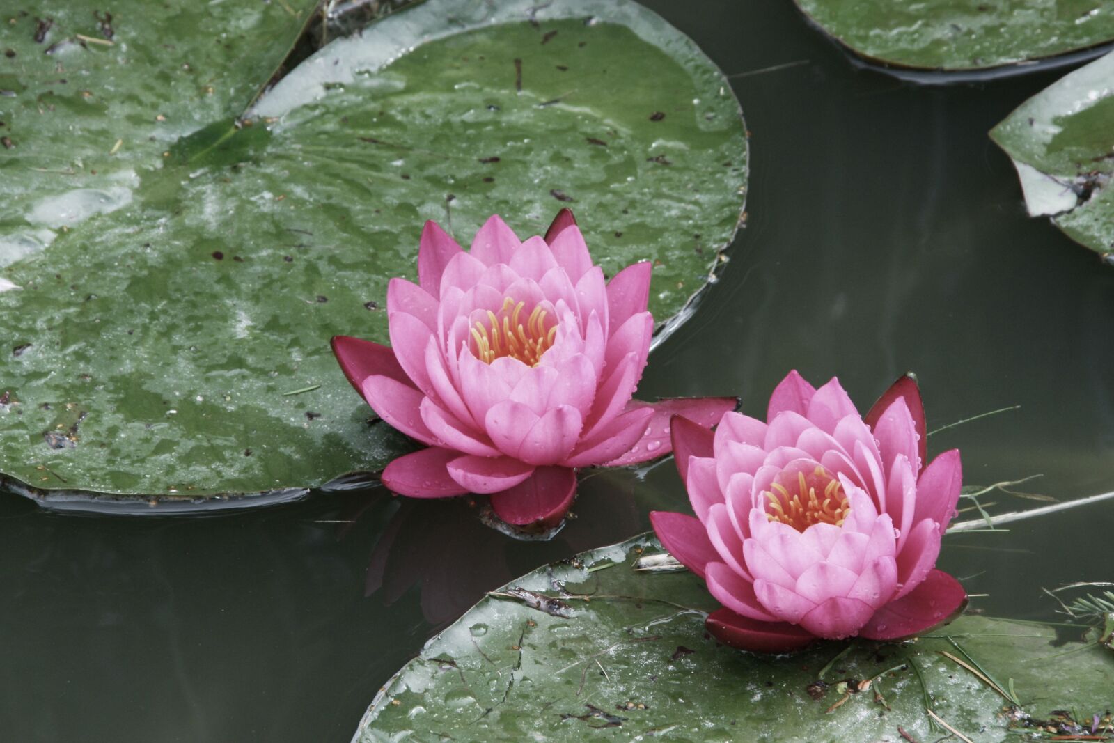 Canon EOS 450D (EOS Rebel XSi / EOS Kiss X2) sample photo. Water lilies, flowers, summer photography
