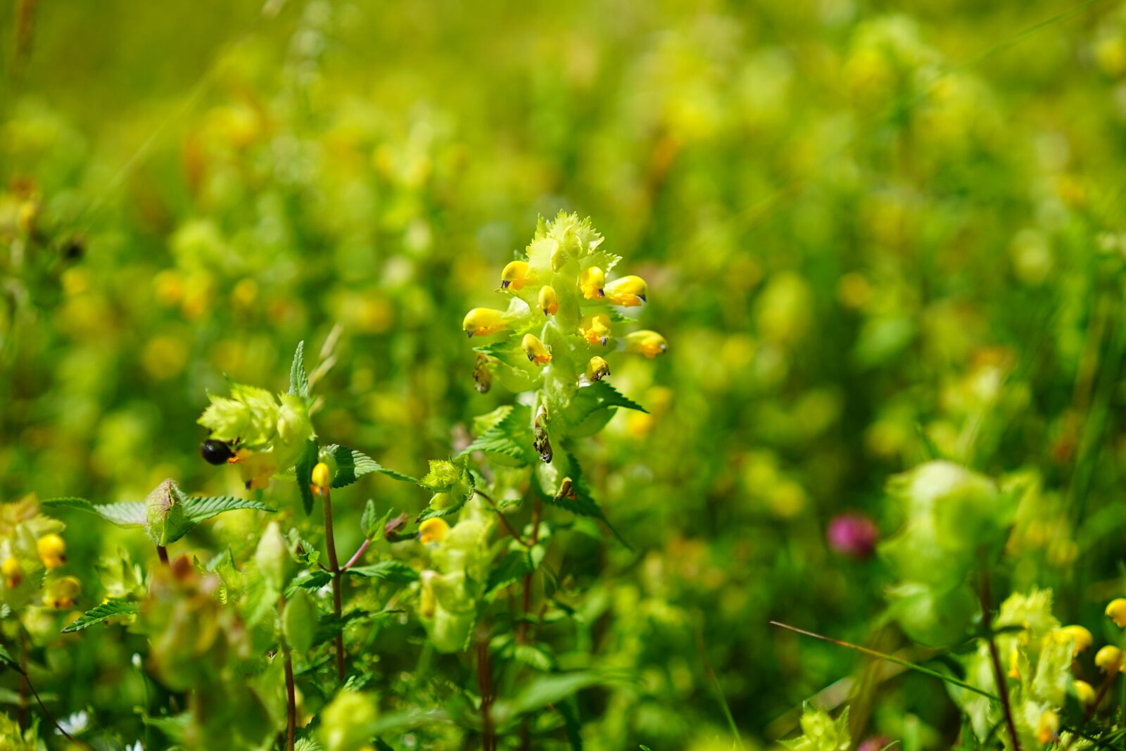 Sony a7 + Sony Sonnar T* FE 55mm F1.8 ZA sample photo. Androsace rattling pot, angustifolius photography