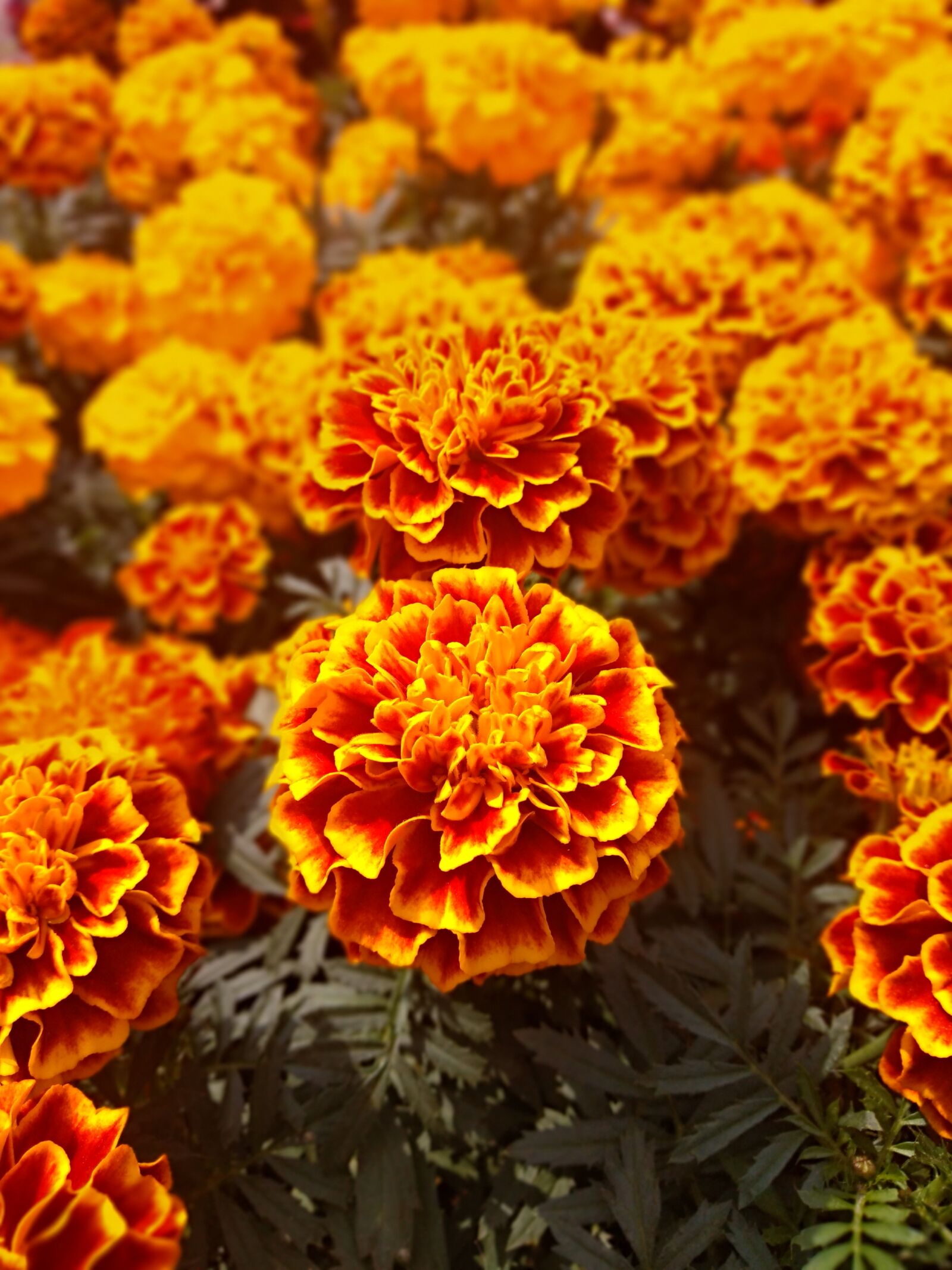 Motorola ONE sample photo. Marigolds, flower, bright photography