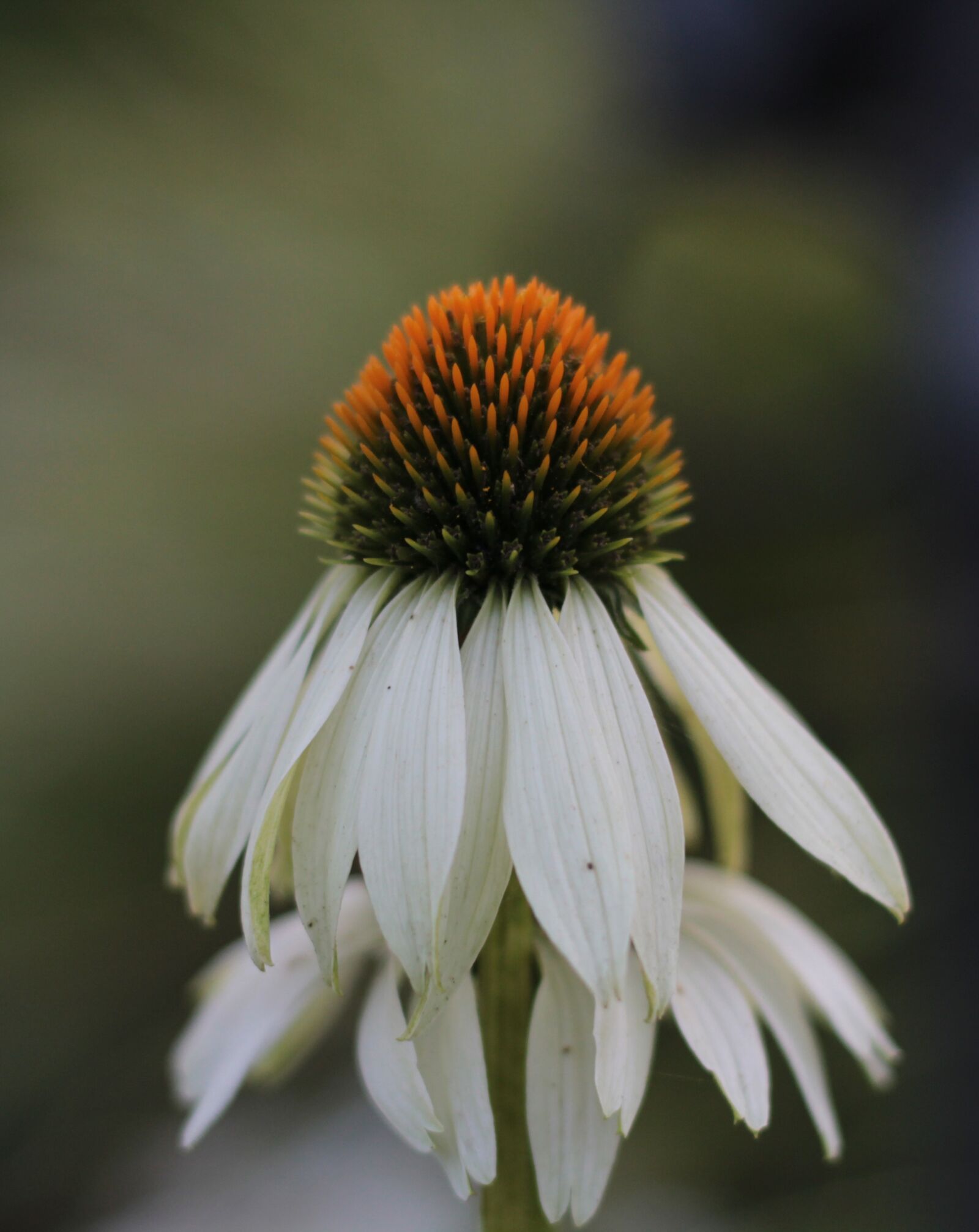 Canon EOS 600D (Rebel EOS T3i / EOS Kiss X5) + Canon EF 50mm F1.8 STM sample photo. Echinacea, sun hat, white photography
