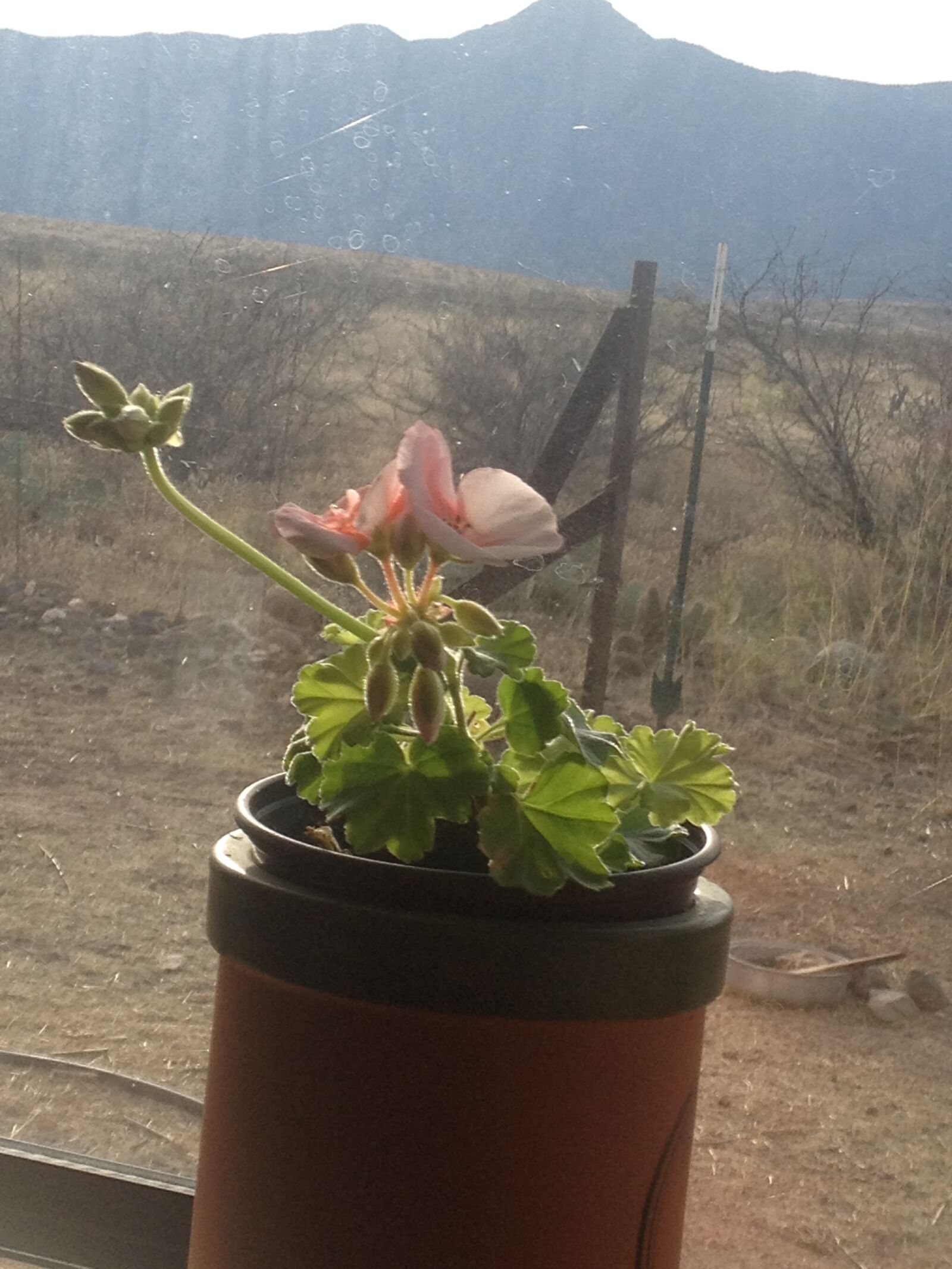 iPhone 4S back camera 4.28mm f/2.4 sample photo. Geranium, bud, pink photography