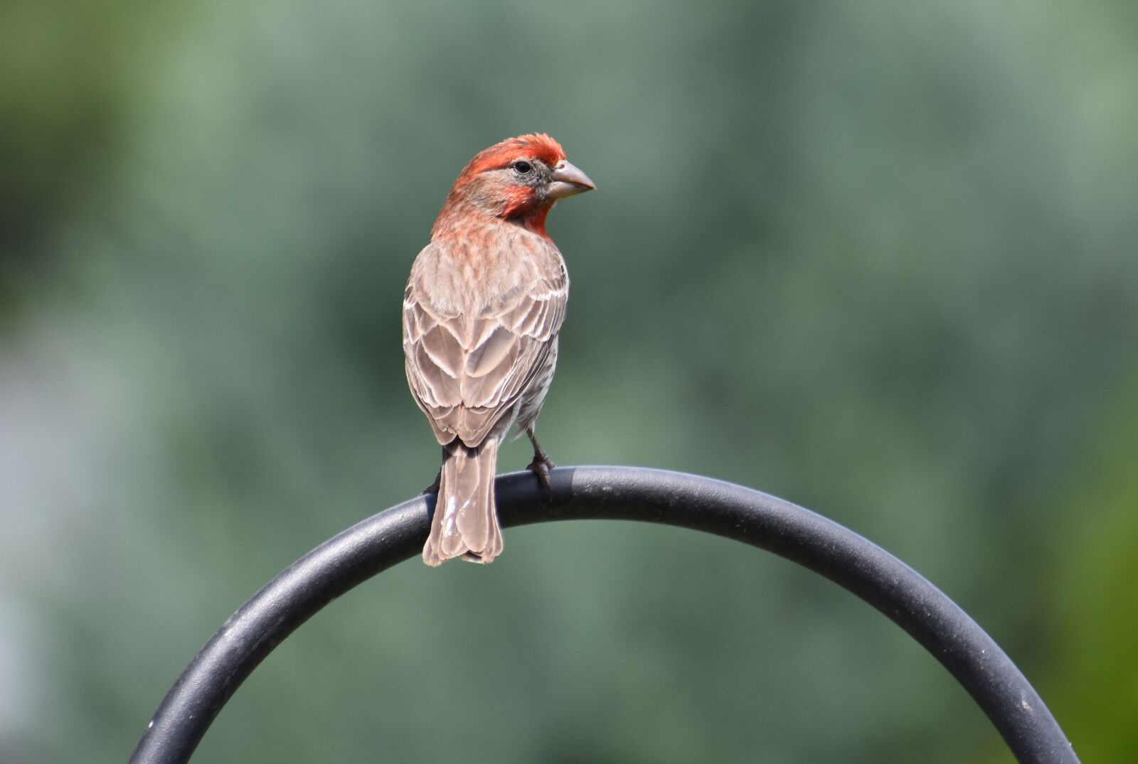 Nikon D5500 sample photo. Bird, sparrow, male sparrow photography