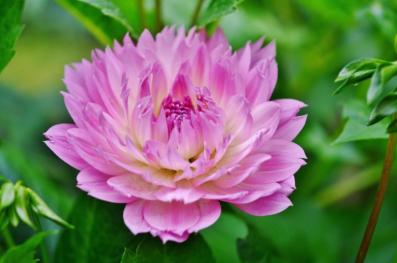 Nikon D7000 sample photo. Flower, natur, spring photography