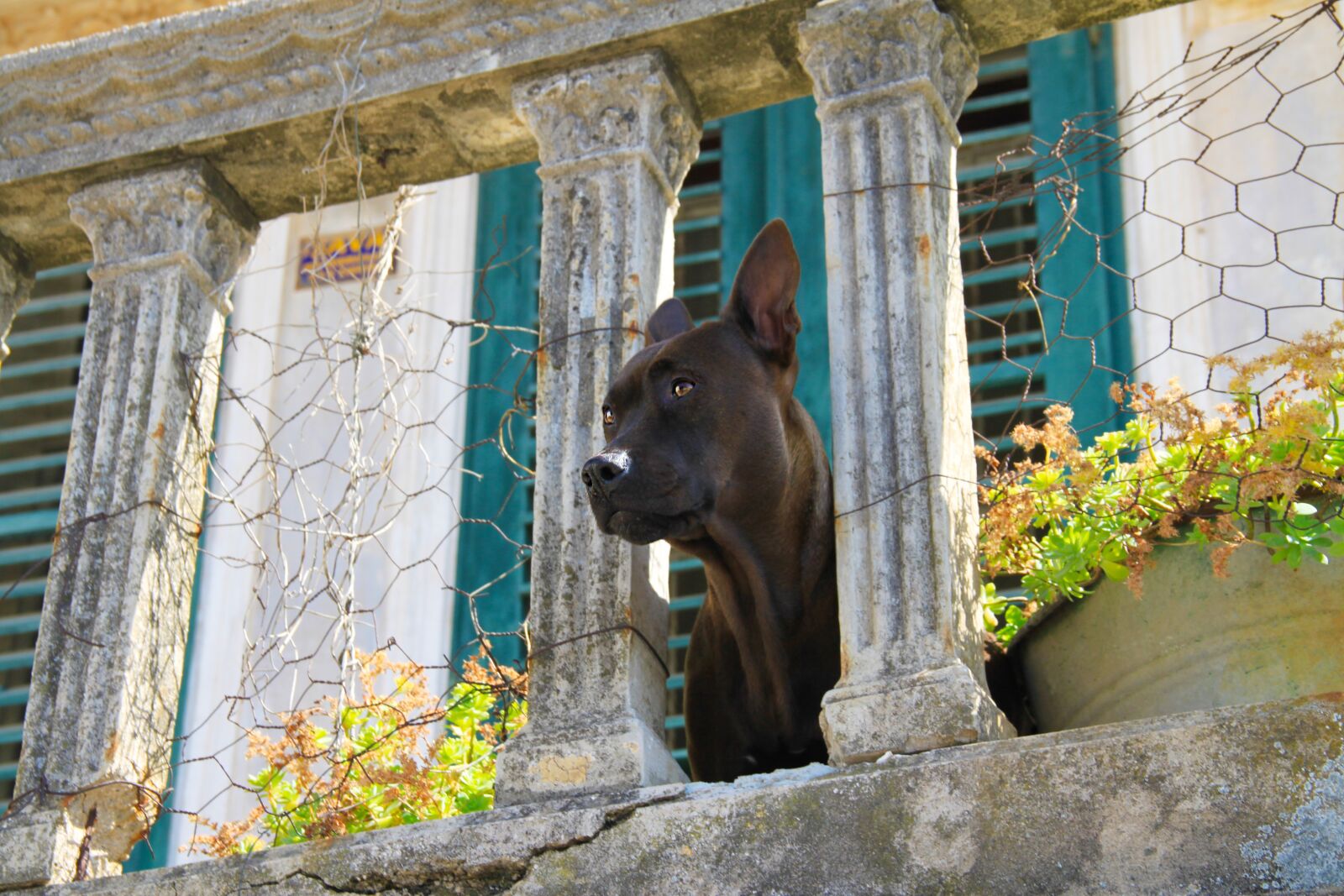 Canon EOS 500D (EOS Rebel T1i / EOS Kiss X3) sample photo. Dog, view, balcony photography