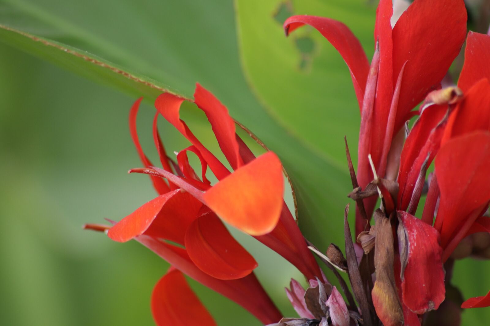 Canon EOS 77D (EOS 9000D / EOS 770D) sample photo. Canna, flowers, cannaceae photography