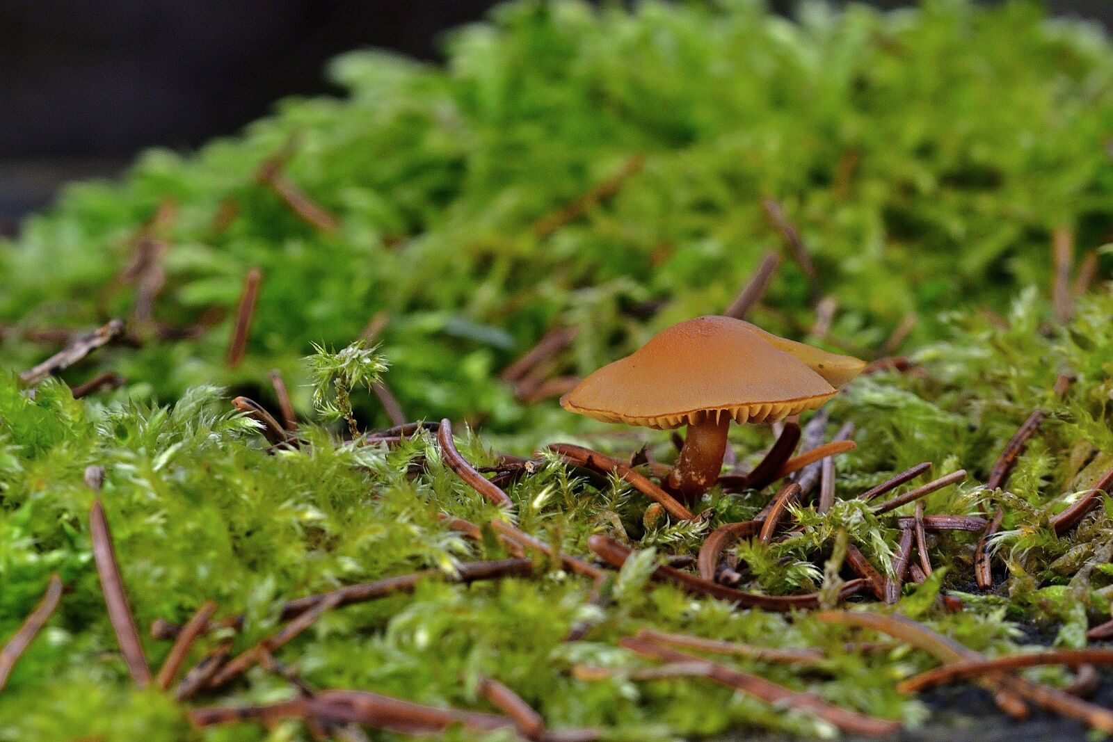 Nikon D5200 sample photo. Forest, nature, mushroom photography