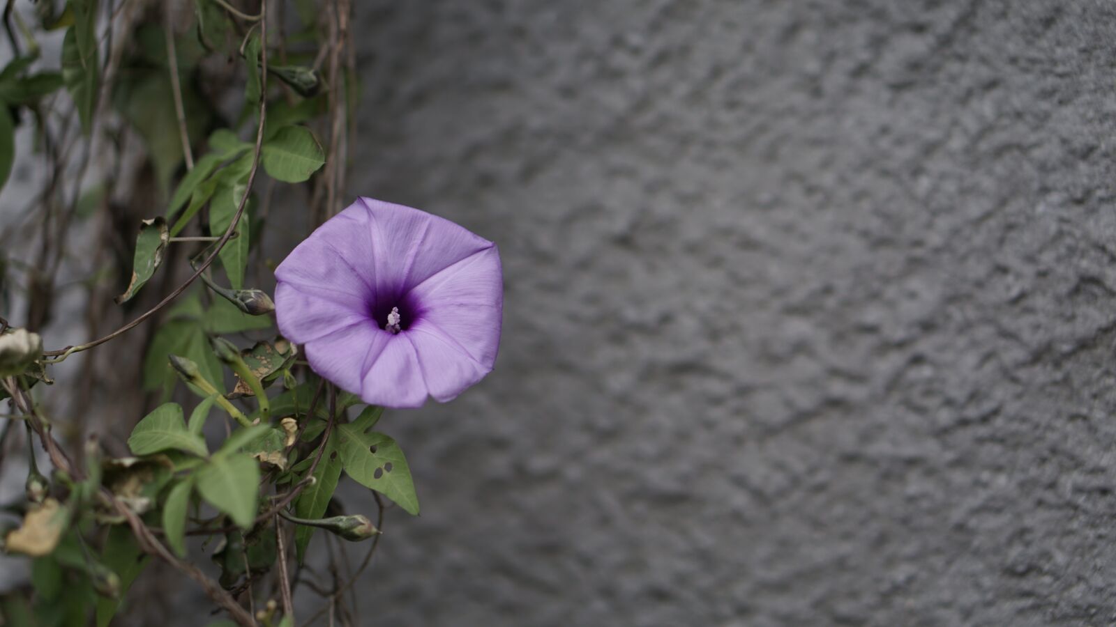 Sony a6000 sample photo. Flower, petunia, purple photography