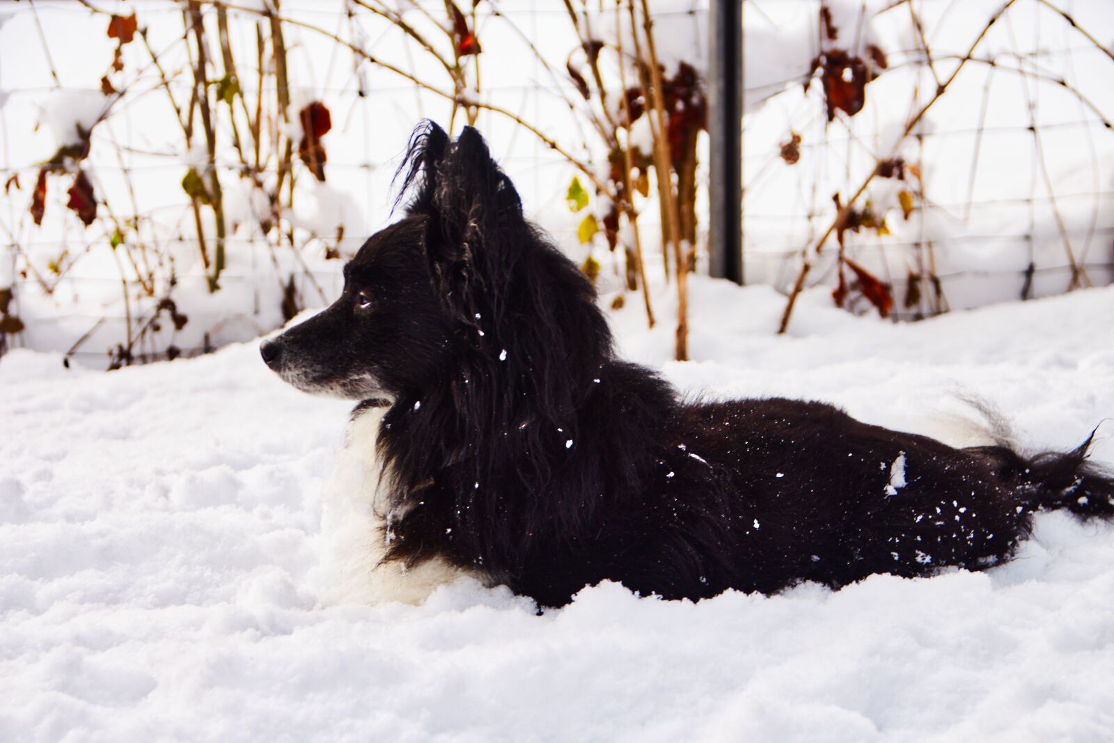 Canon EOS 700D (EOS Rebel T5i / EOS Kiss X7i) sample photo. Dog, animal, pet photography