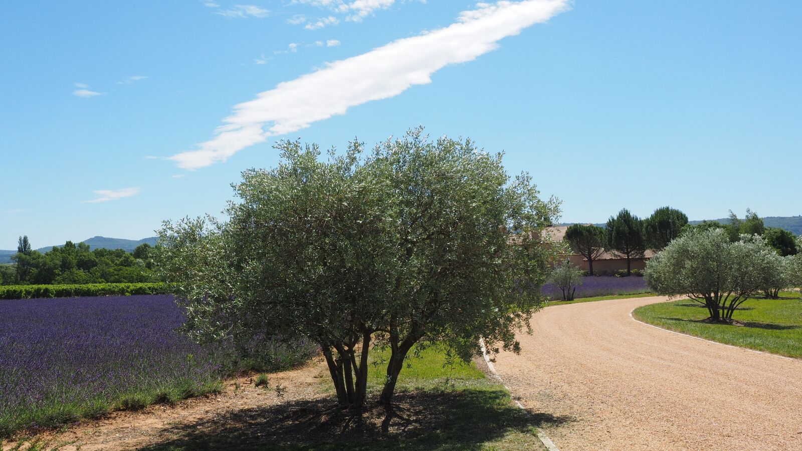 Olympus OM-D E-M1 + Olympus M.Zuiko Digital ED 12-40mm F2.8 Pro sample photo. Property, way, olive trees photography