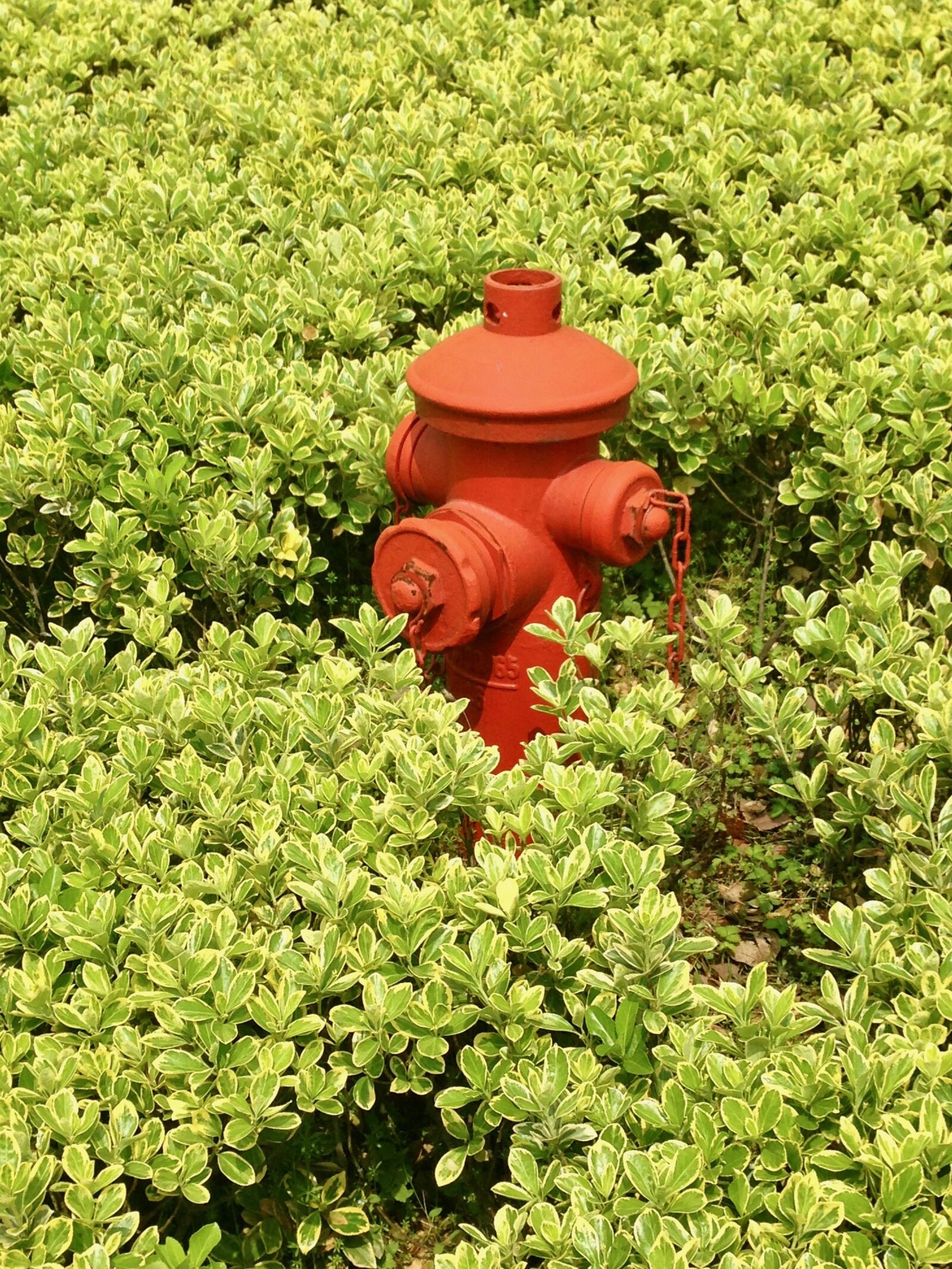 Apple iPhone 5 sample photo. Fire hydrant, bushes, green photography