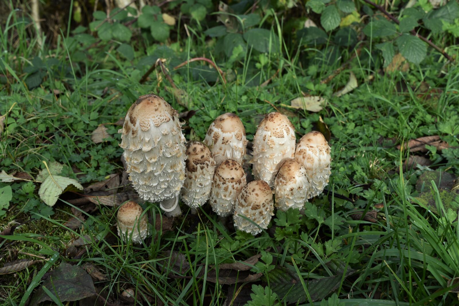 Nikon D5500 sample photo. Lawyers, wig, mushroom photography