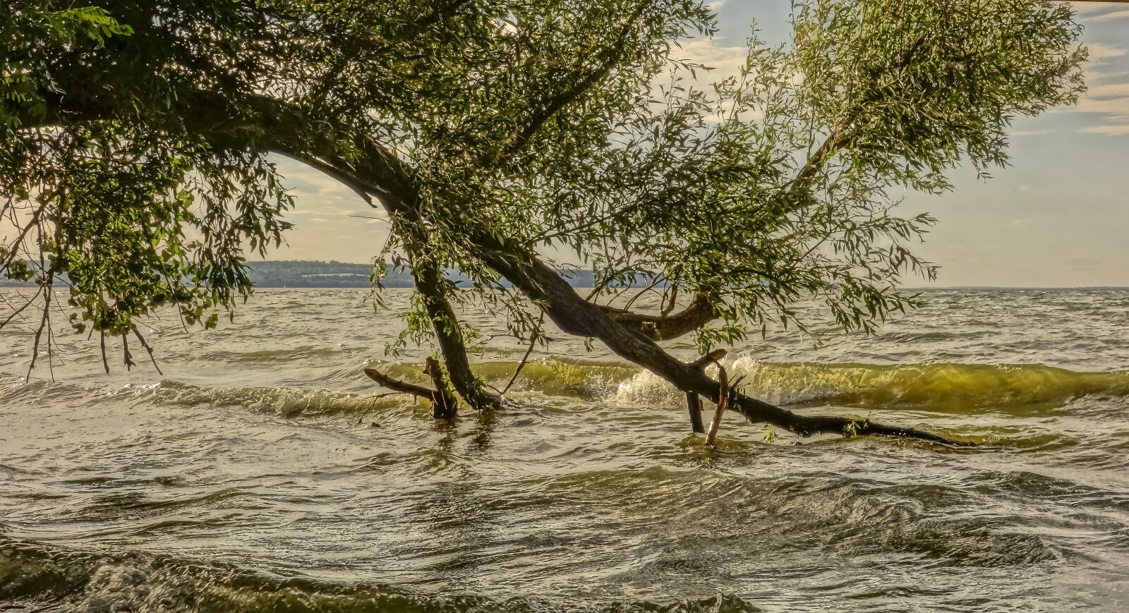 Sony Cyber-shot DSC-RX100 sample photo. Wave, willow, tree photography