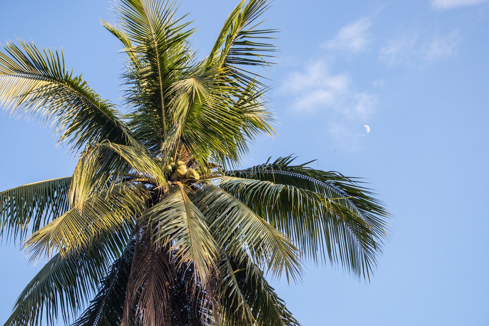 Canon EOS 70D sample photo. Palm, paradise, sky photography