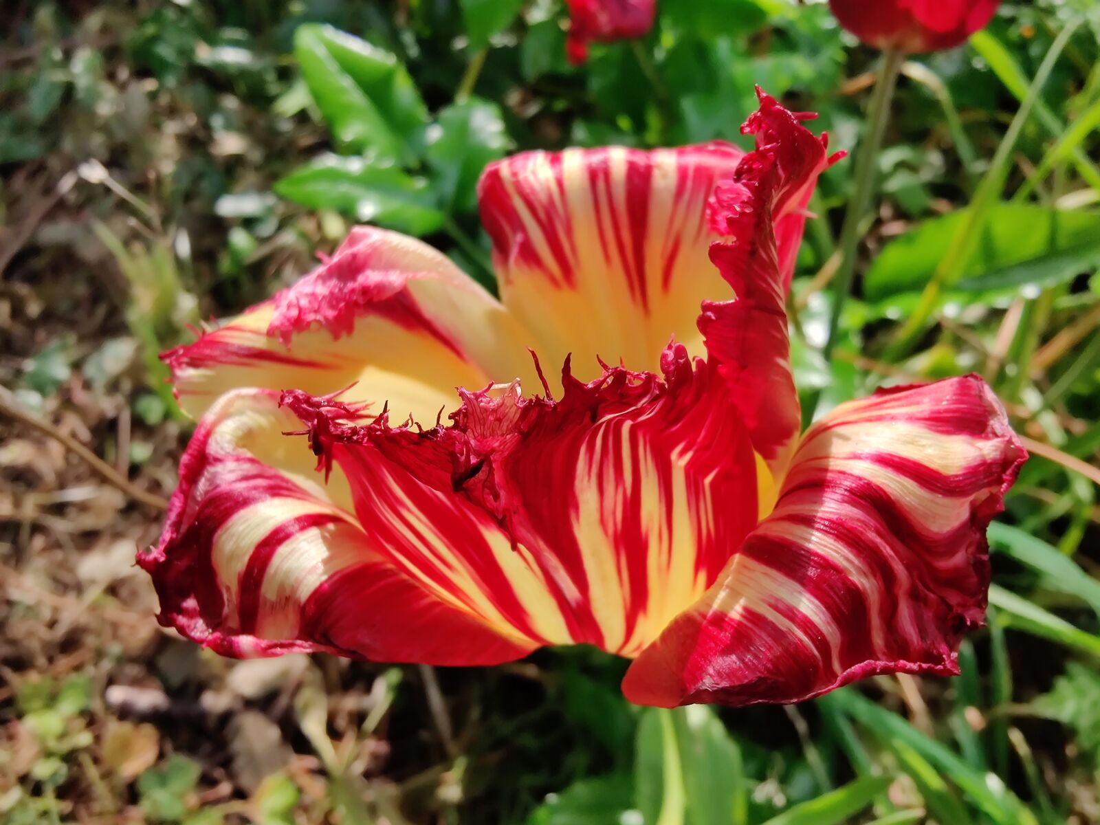 OnePlus HD1903 sample photo. Tulip, tulipa, zomerschoon photography