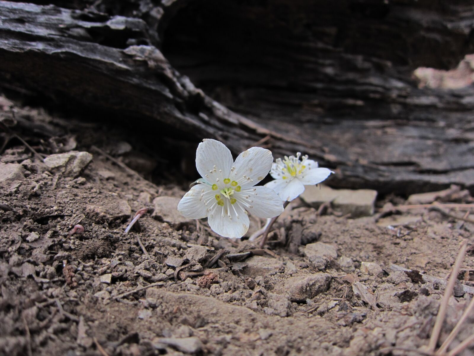 Canon PowerShot SD4000 IS (IXUS 300 HS / IXY 30S) sample photo. Spring flower, swild flowers photography