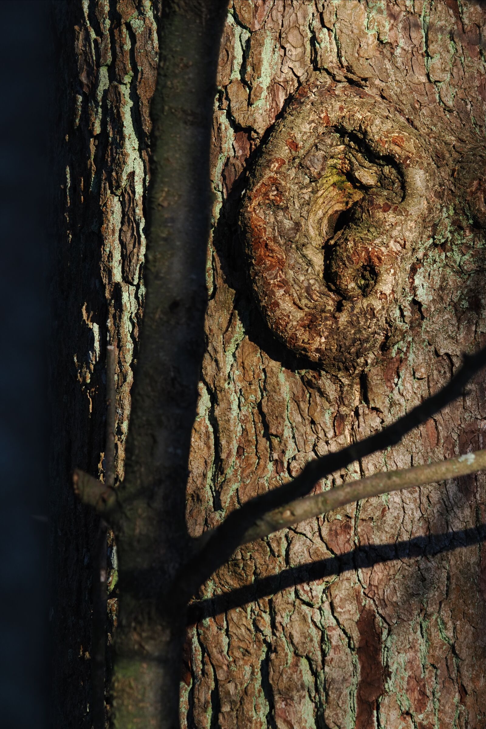 OM System OM-1 Mark II sample photo. Ear of the tree photography
