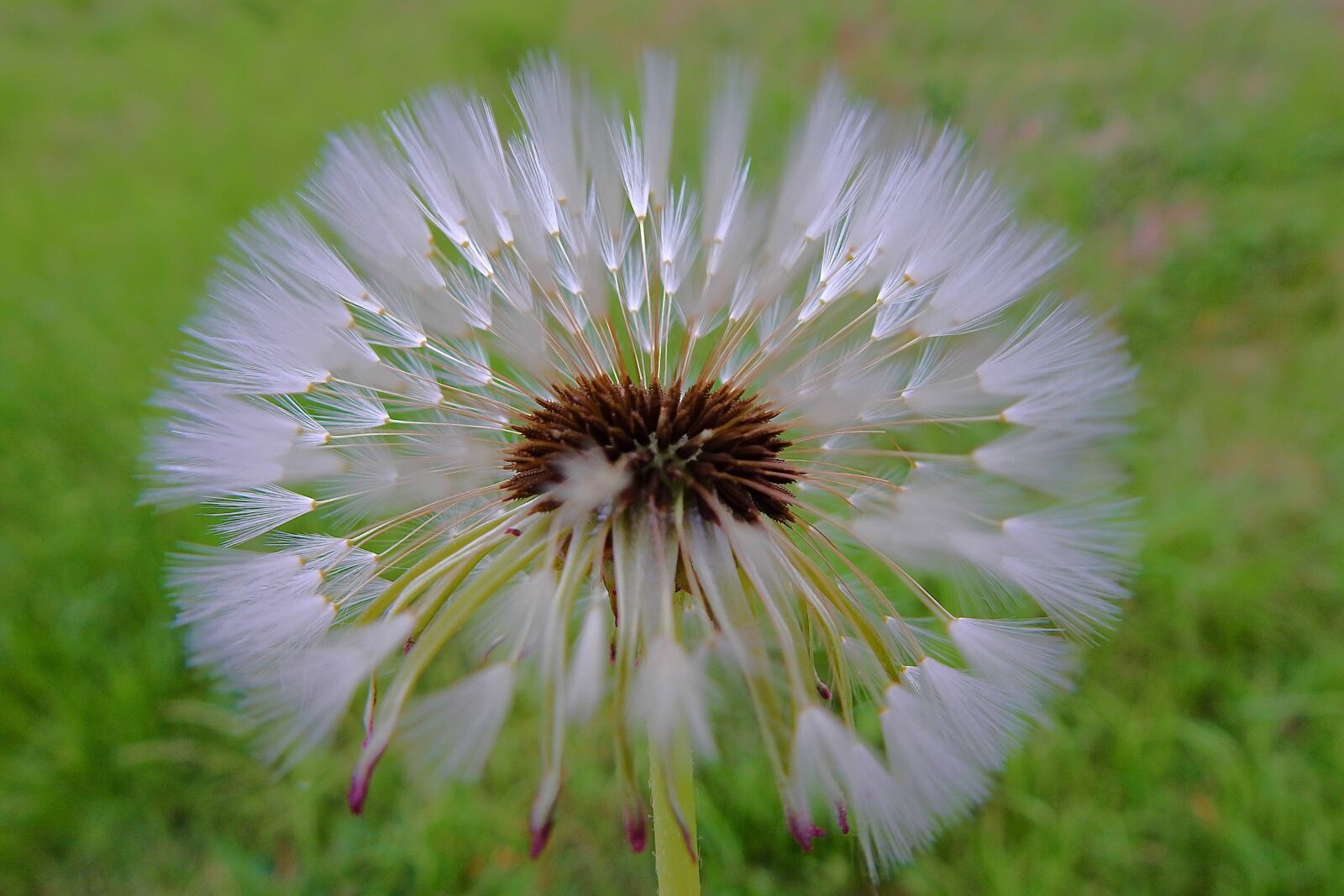 Nikon Coolpix P900 sample photo. Dandelion, spring, sonchus oleraceus photography