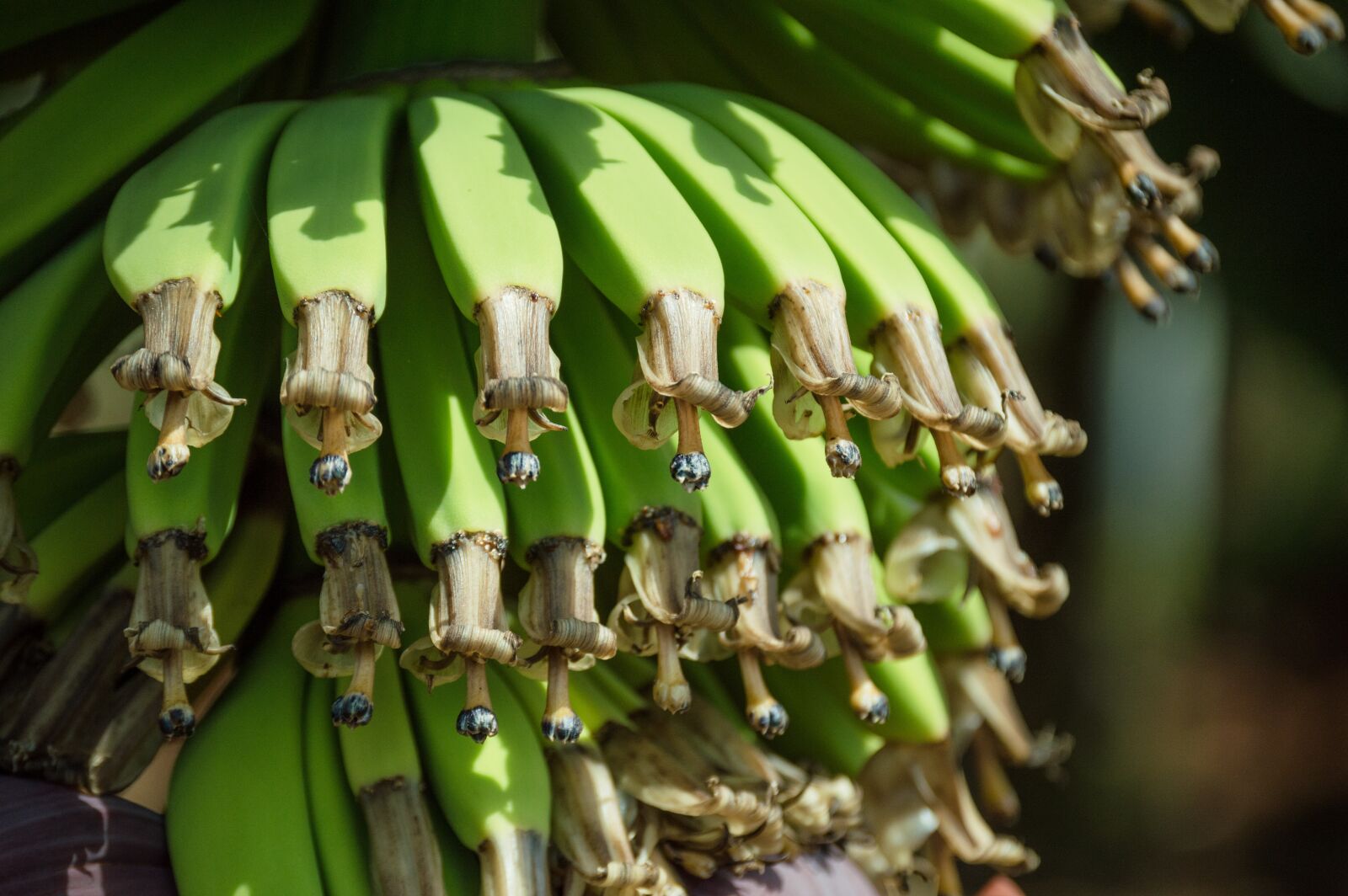 Nikon D3200 sample photo. Banana, food, fruit photography